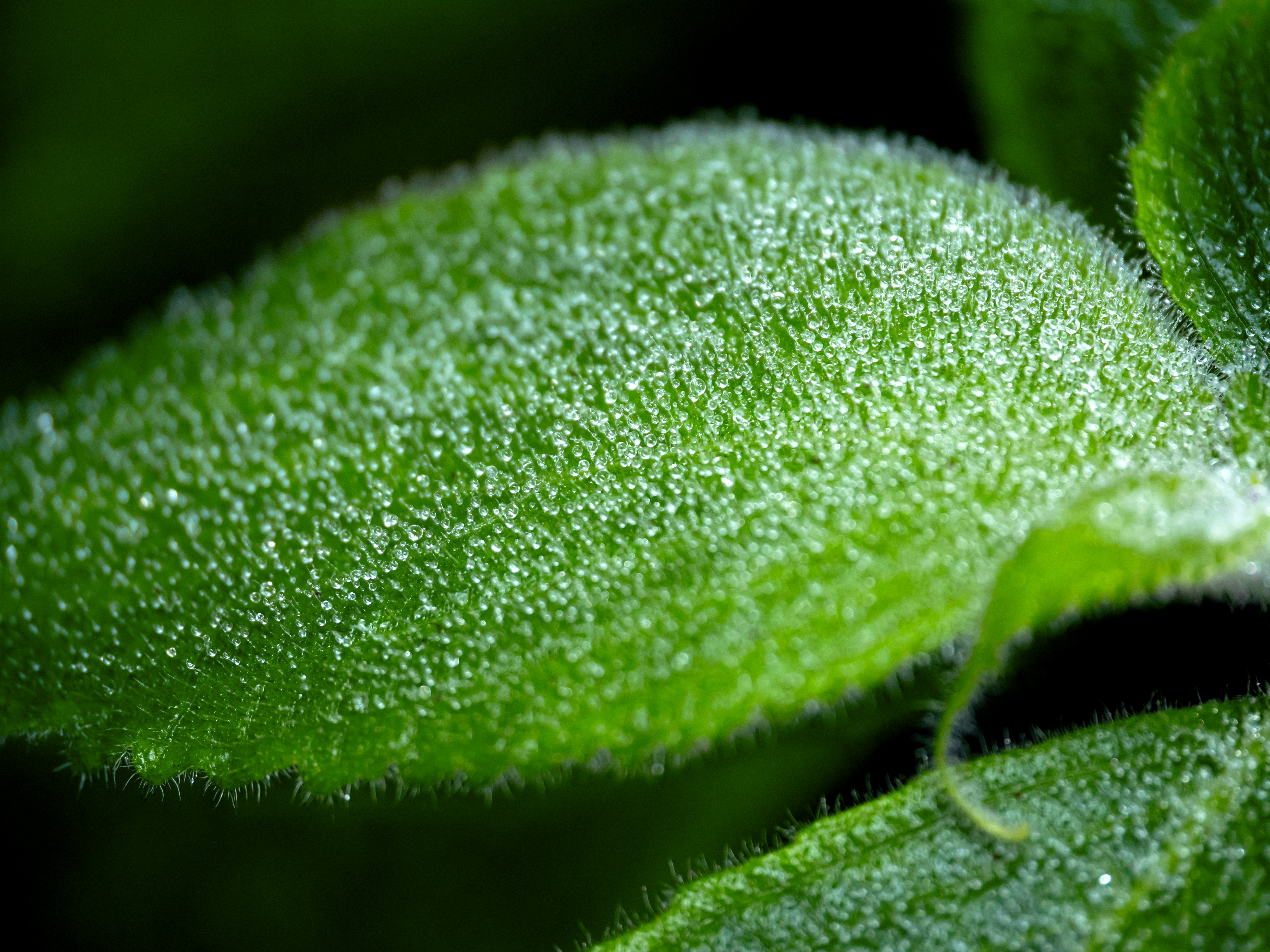 Primer plano de una hoja verde difusa con gotas de rocío.