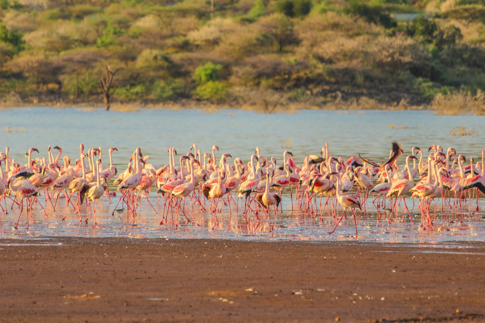 A flock of flamingos standing close together in Lake Nakuru