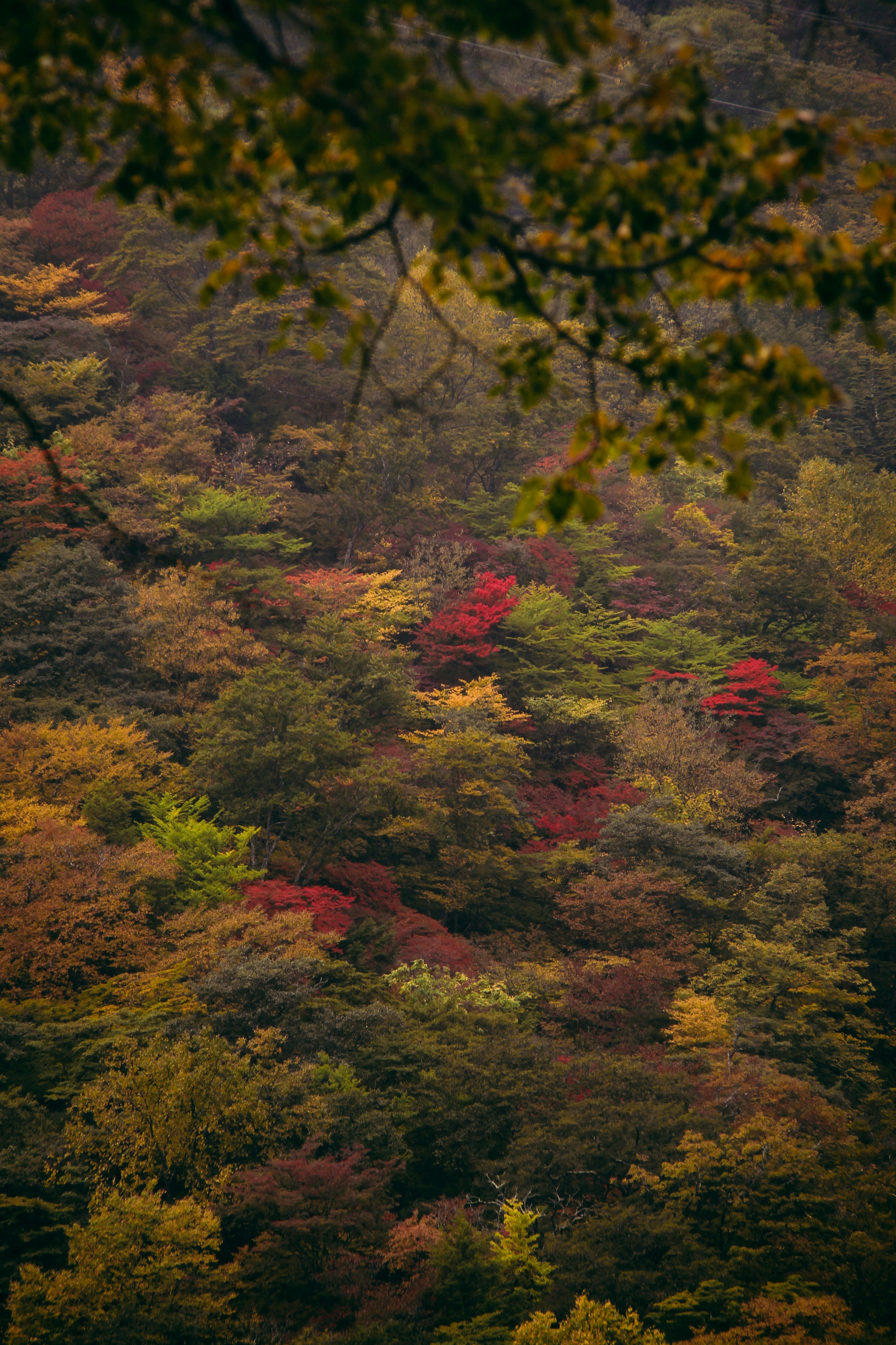 Photo by claudiatifanny