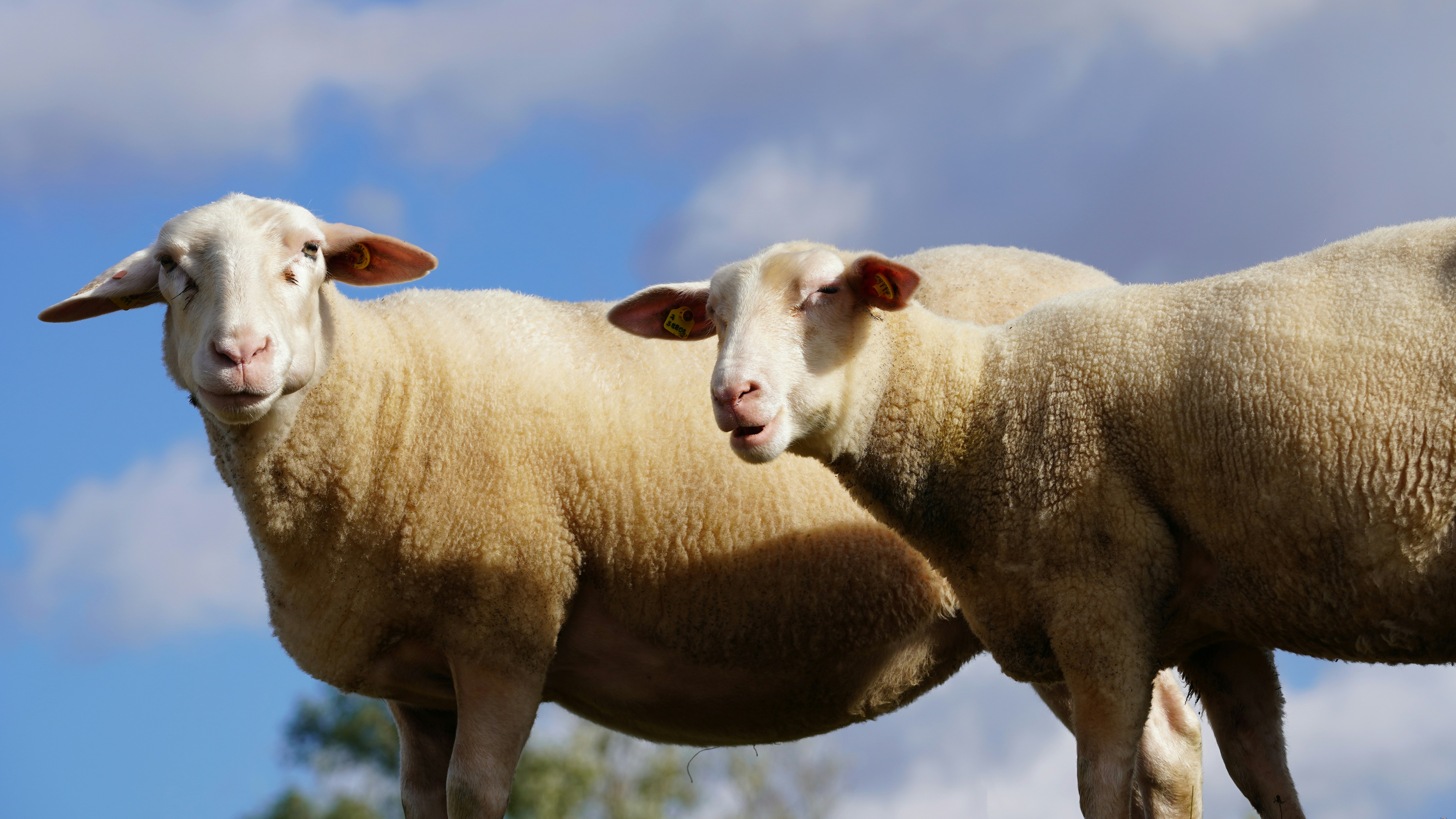 Two sheep stand against a blue sky.
