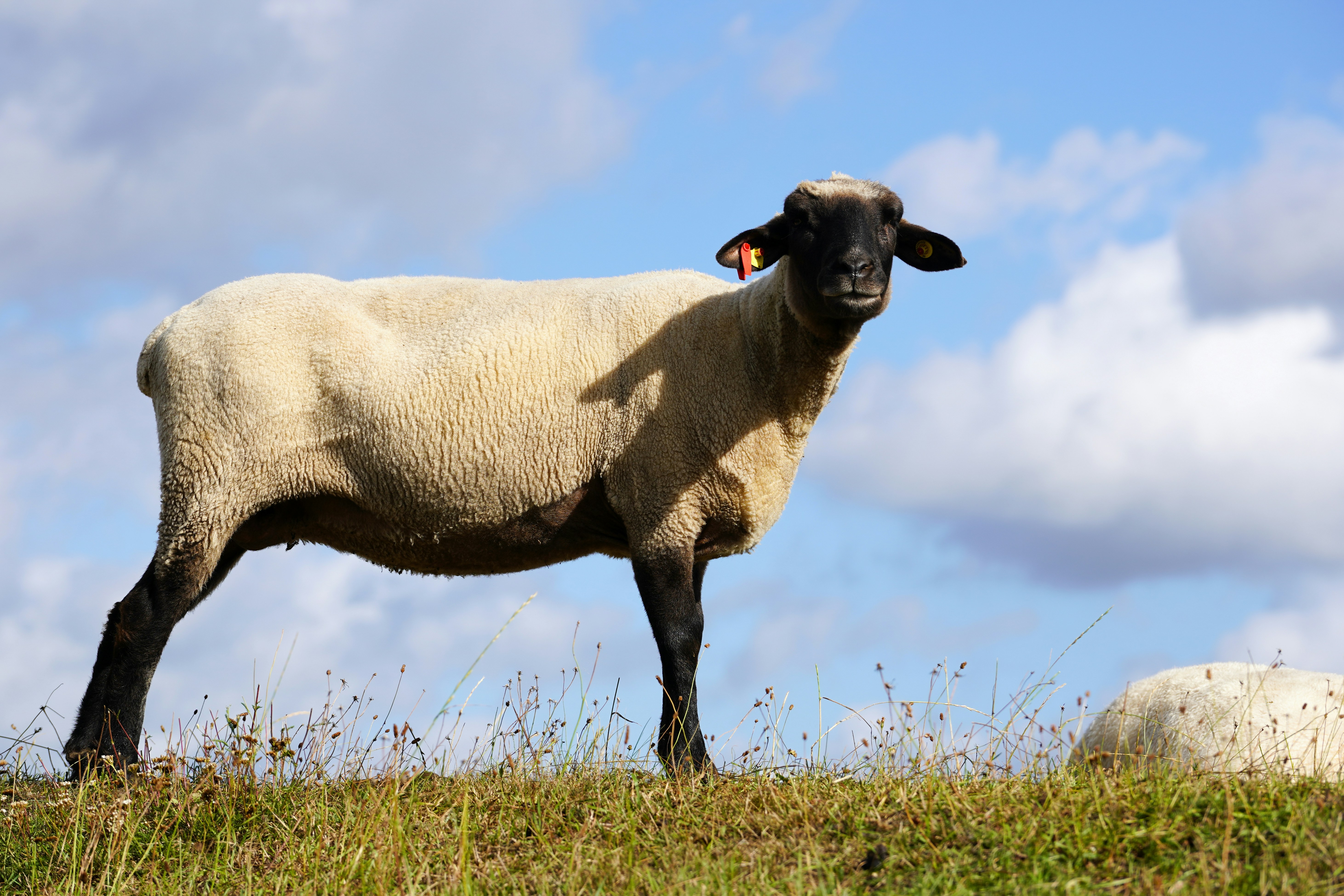 A black-faced sheep stands on a grassy hill.