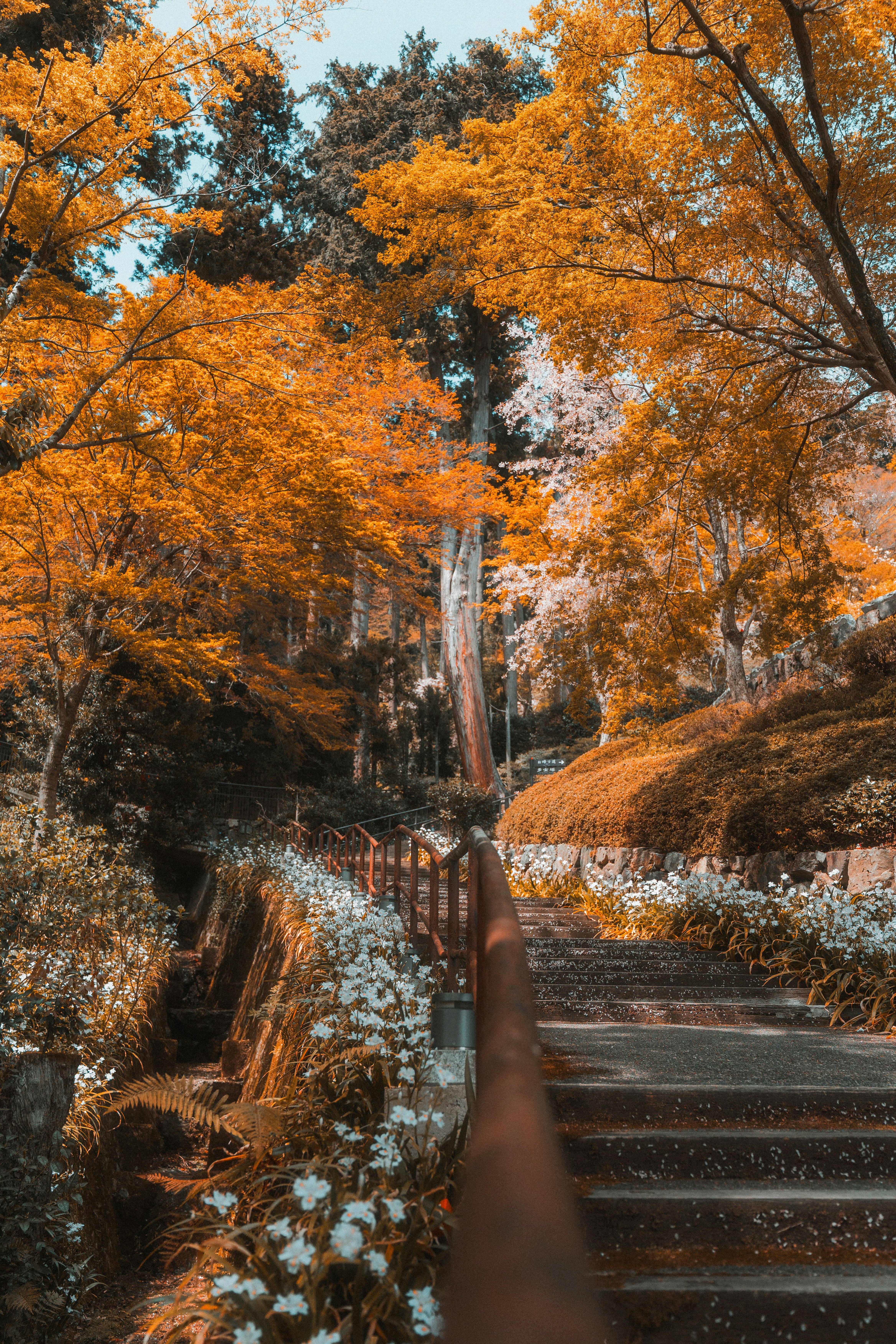 Autumn path with vibrant orange foliage and white flowers.