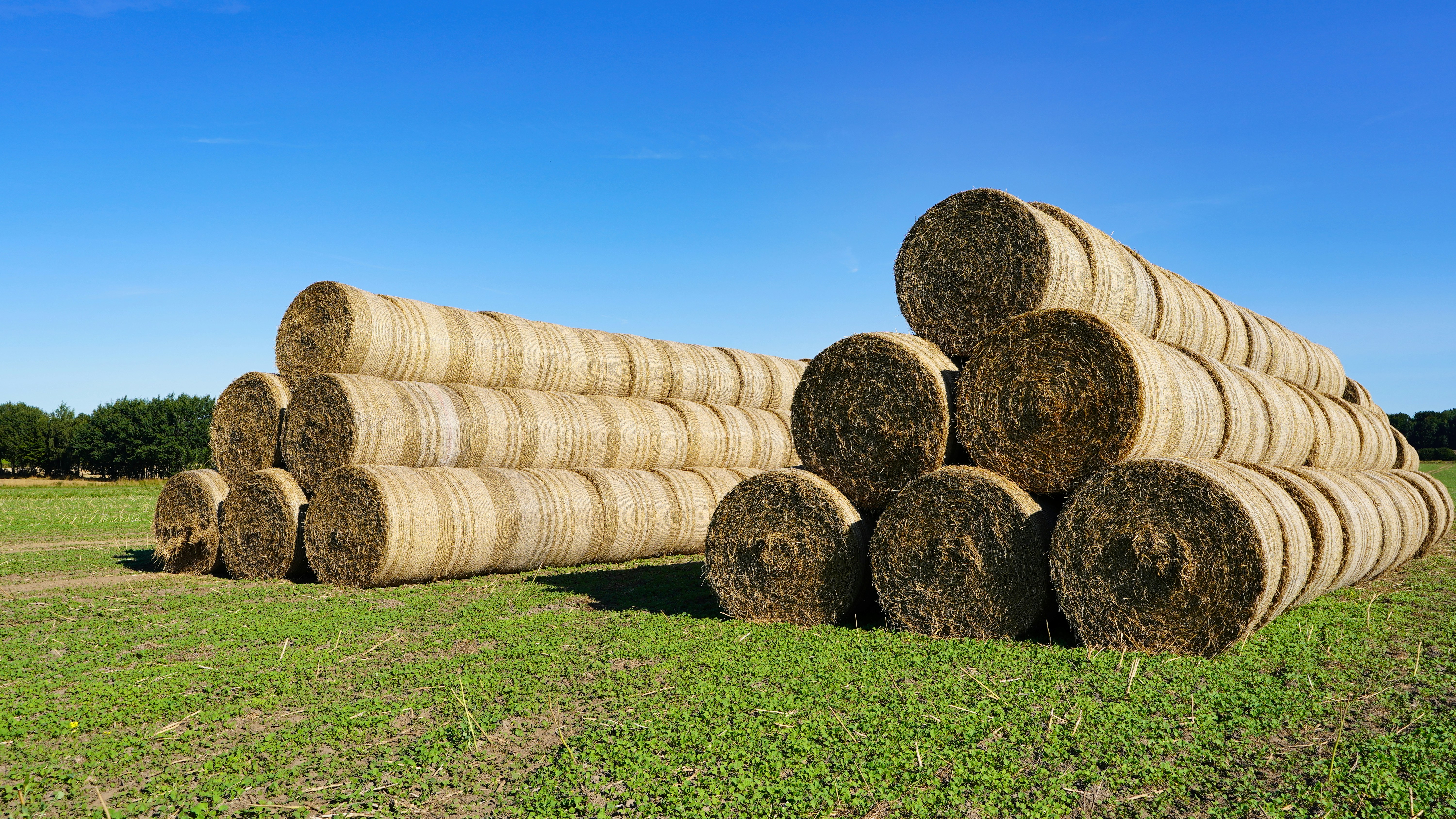 Round hay bales stacked in a grassy field