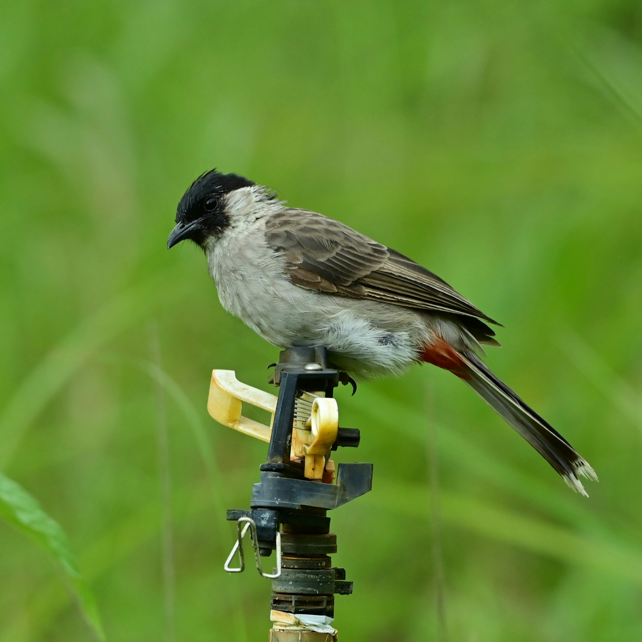 A black-headed bird perches on a sprinkler.