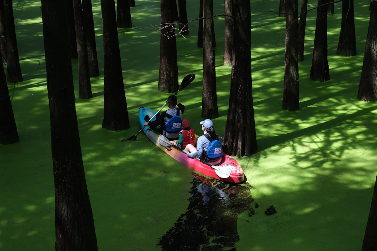 Congaree National Park: Cedar Creek Canoe Trail