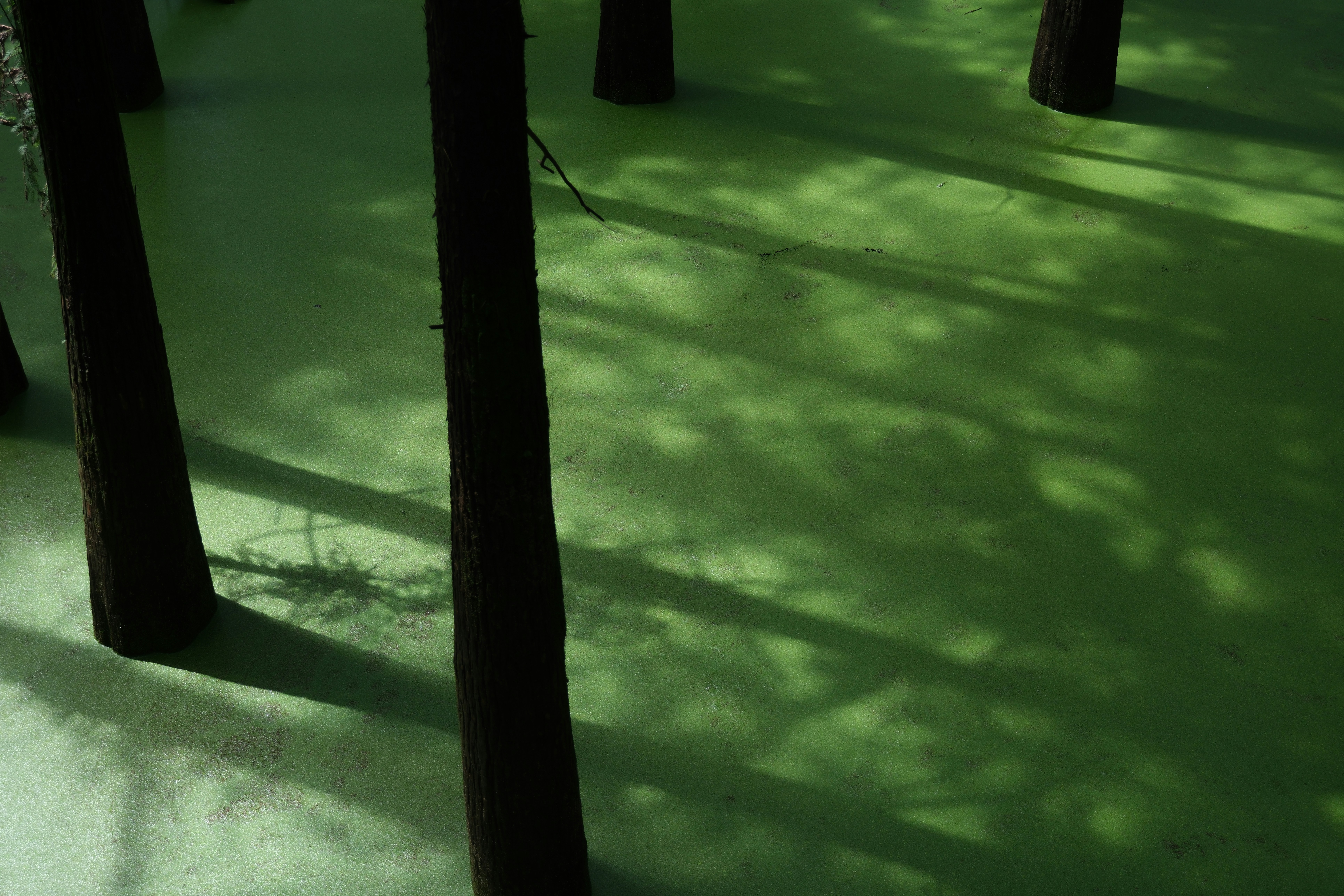 Schatten von Bäumen auf grüner Fläche
