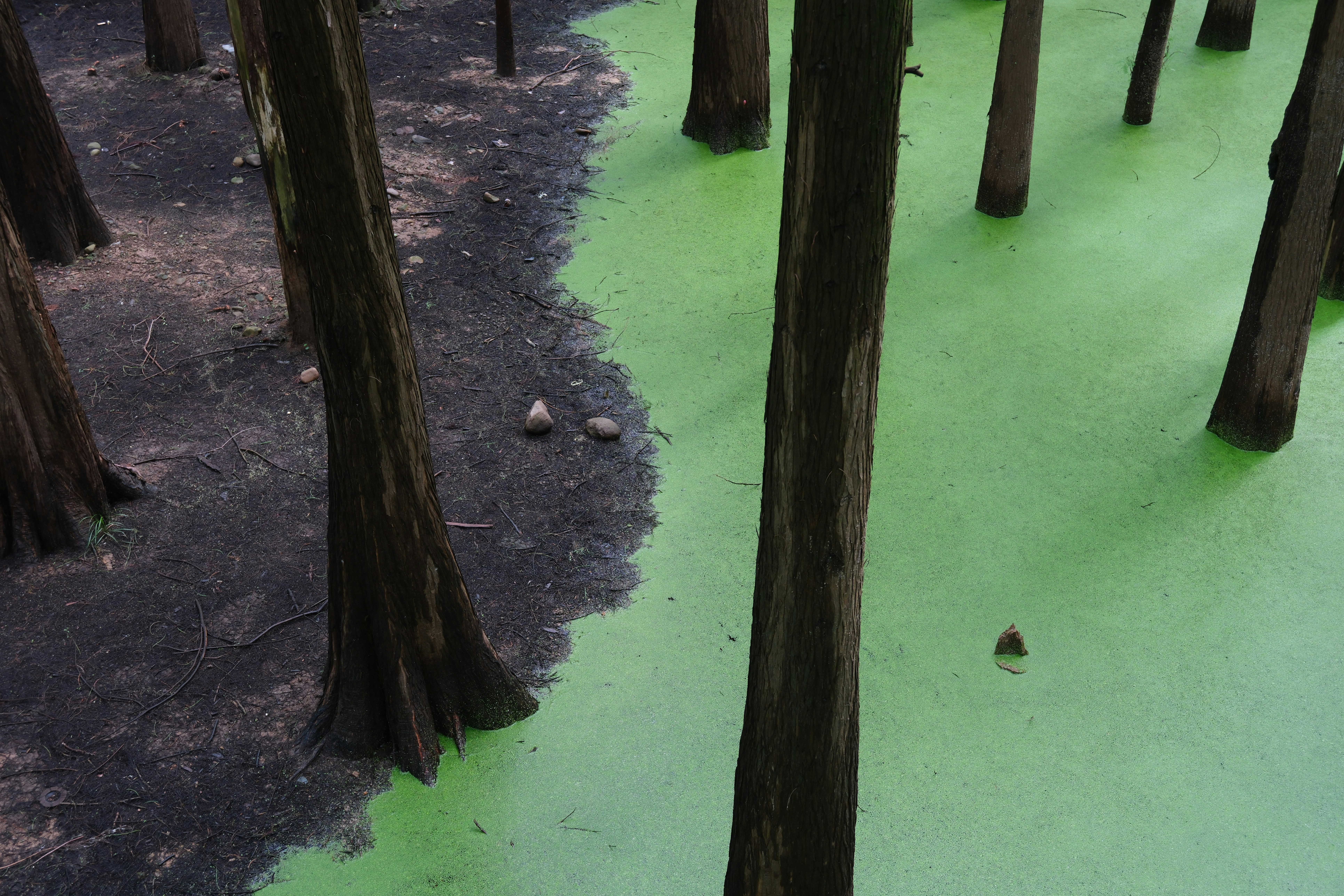 Bäume in sumpfigem Wasser mit grünen Algen
