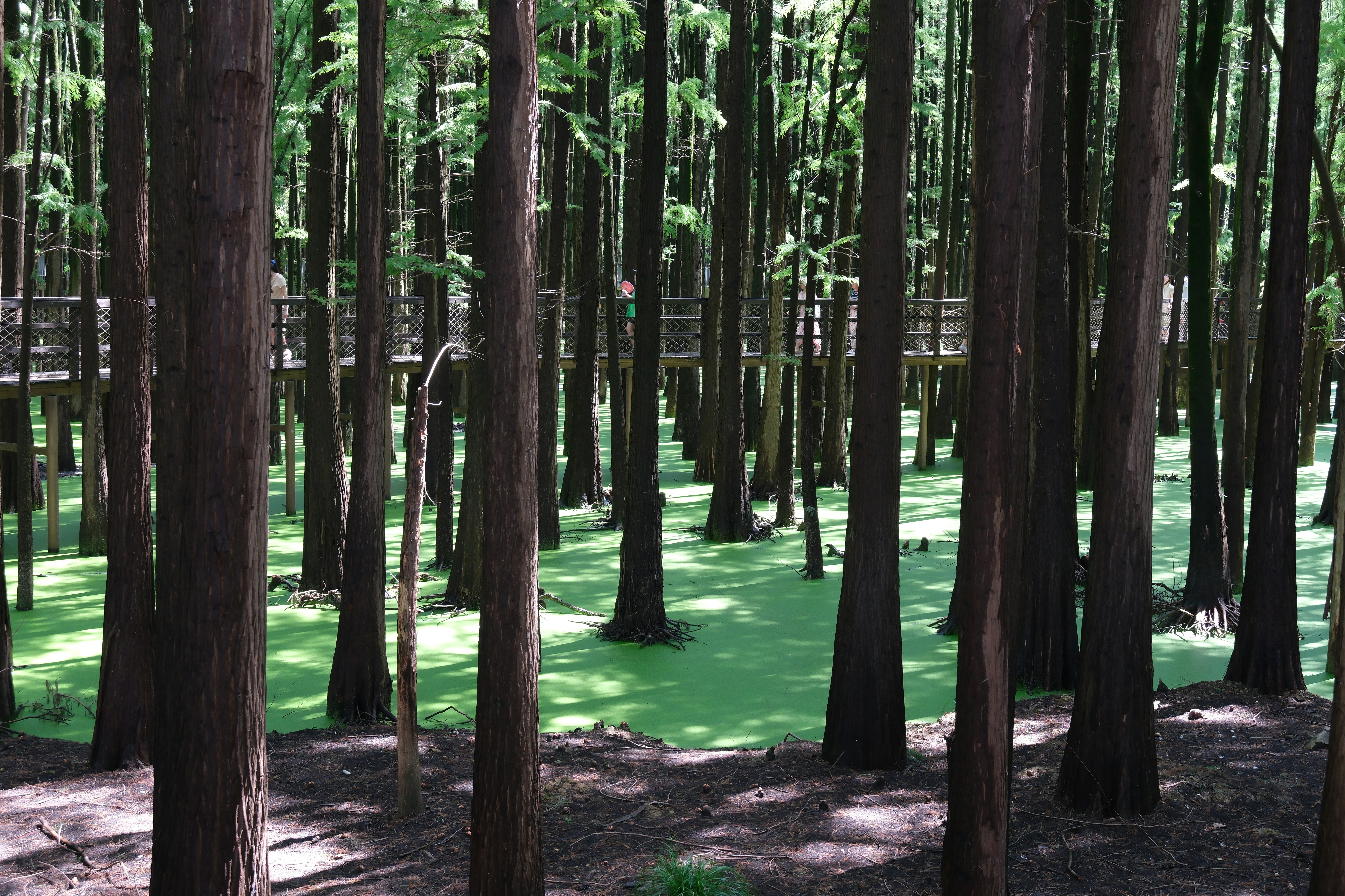 Hohe Bäume ragen aus einem hellgrünen, sumpfigen Waldboden.