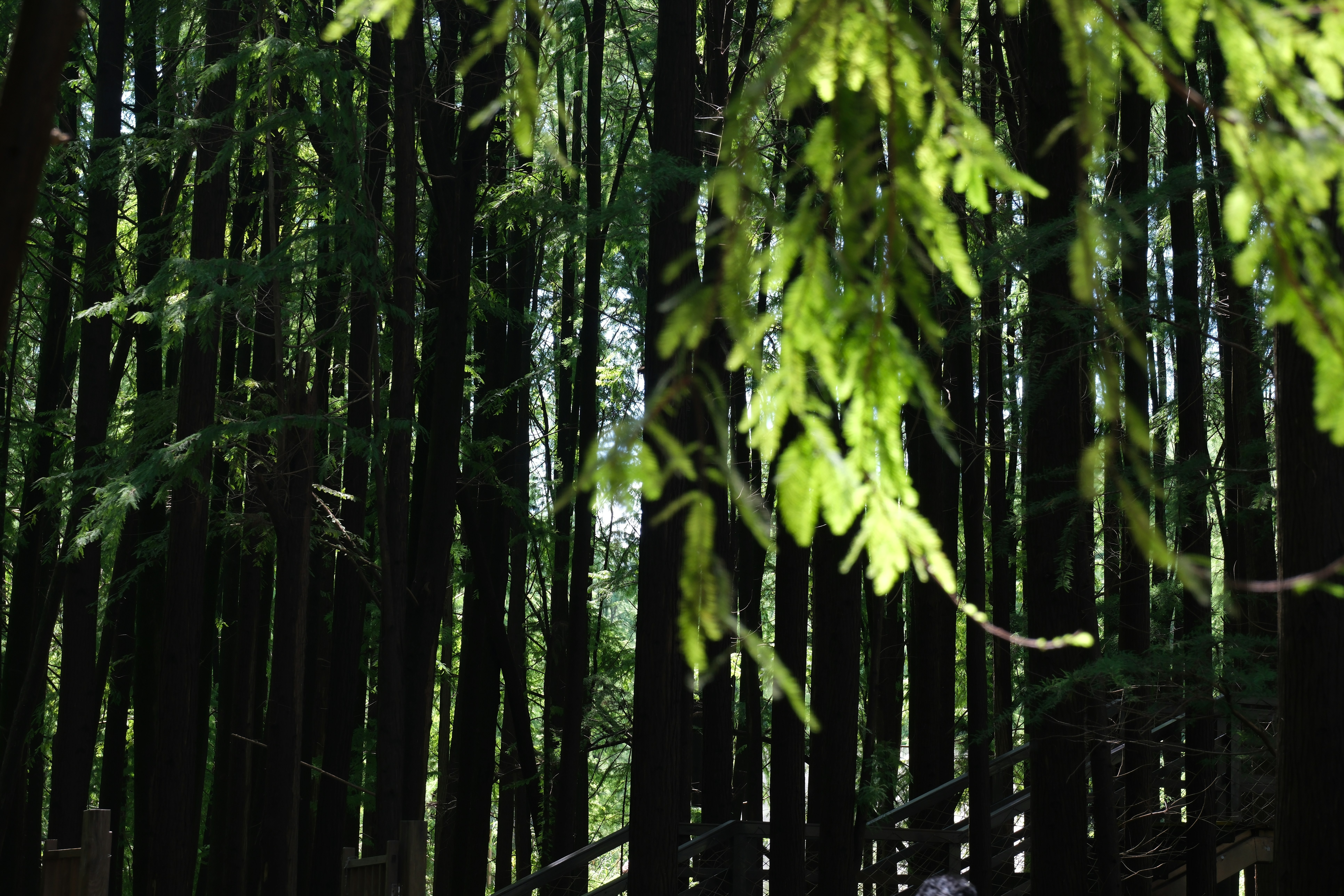 Photo by zhanwangpan