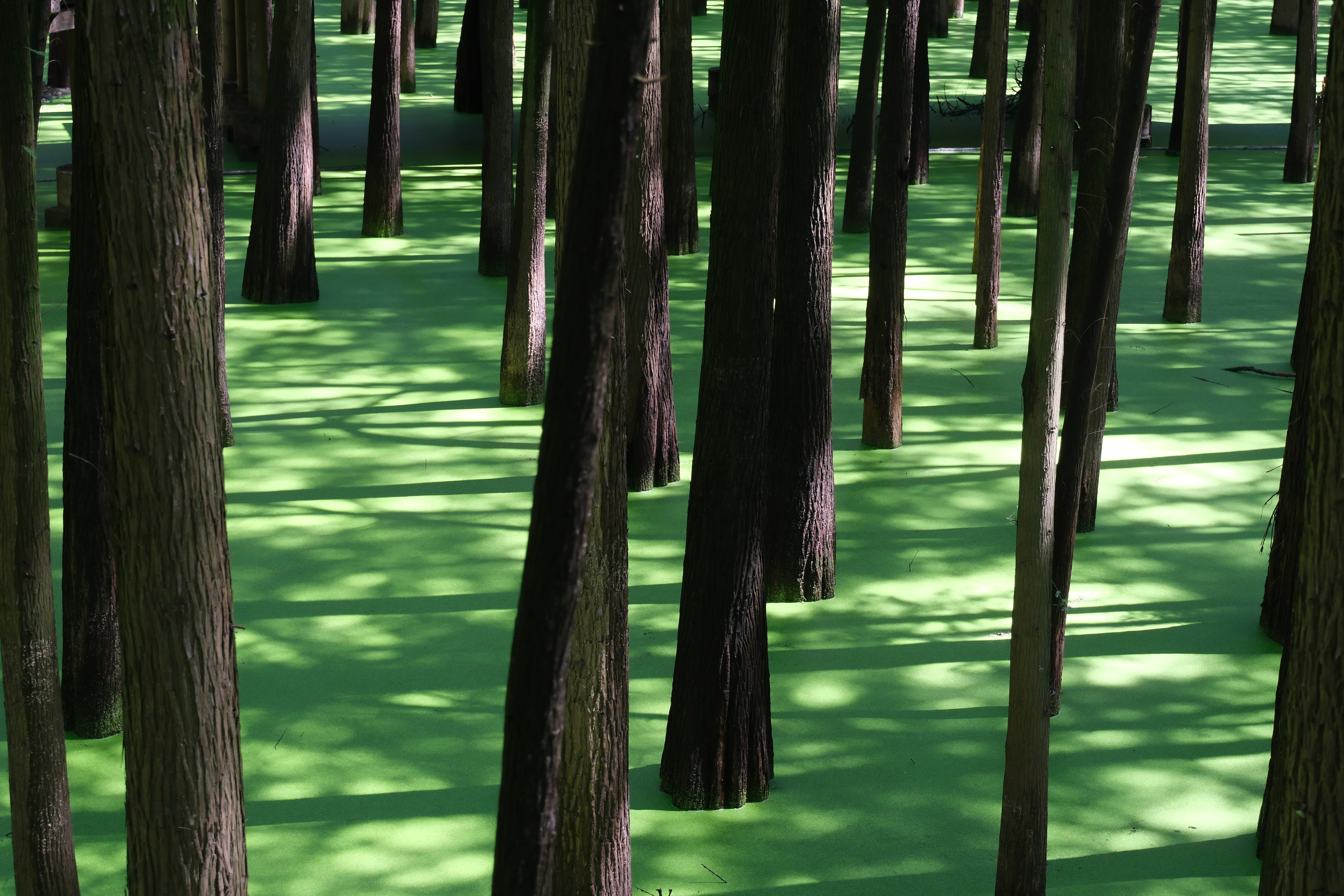 Hohe Bäume ragen aus einem hellgrünen, algenbedeckten See.