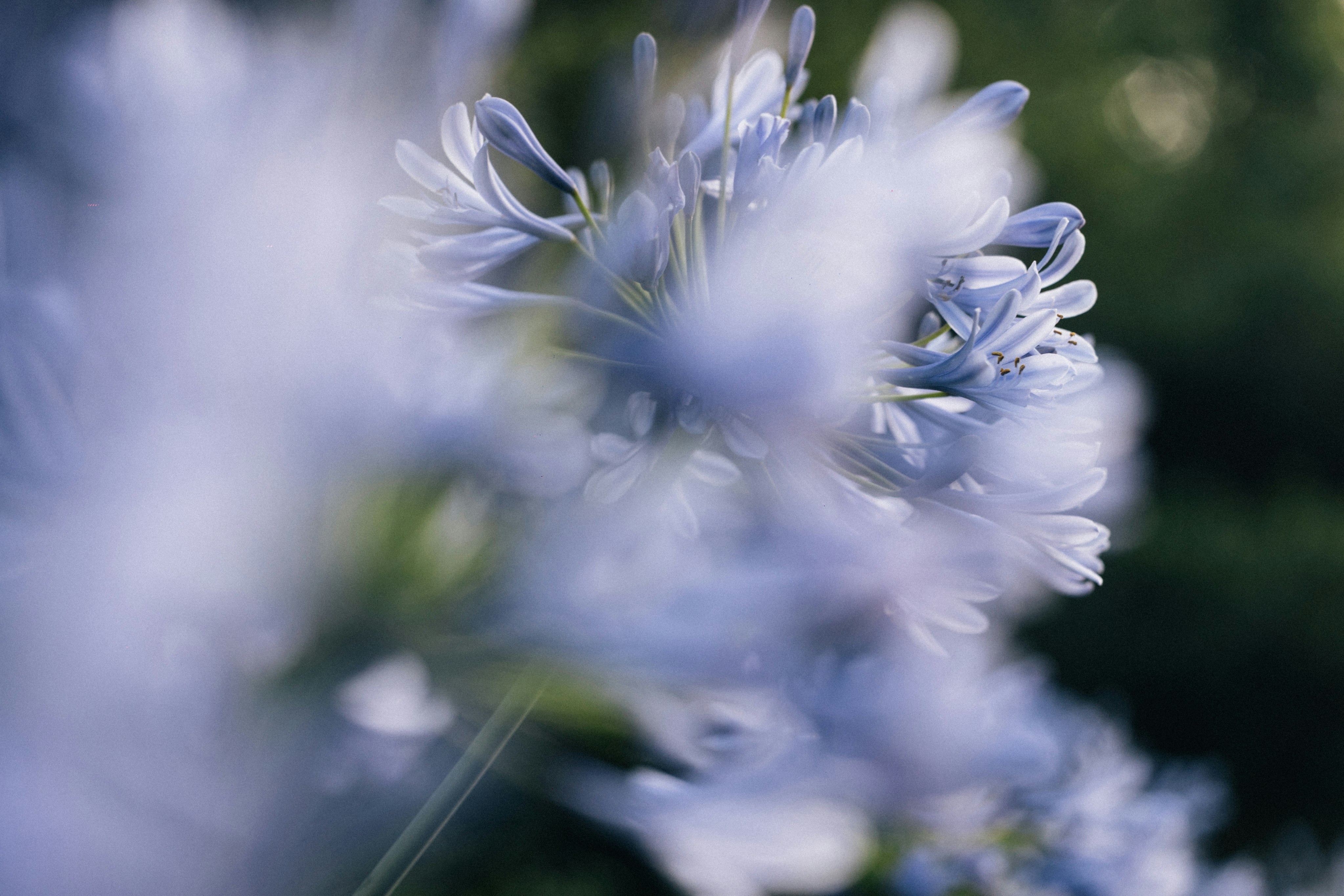 Photo by tsuyoshikozu