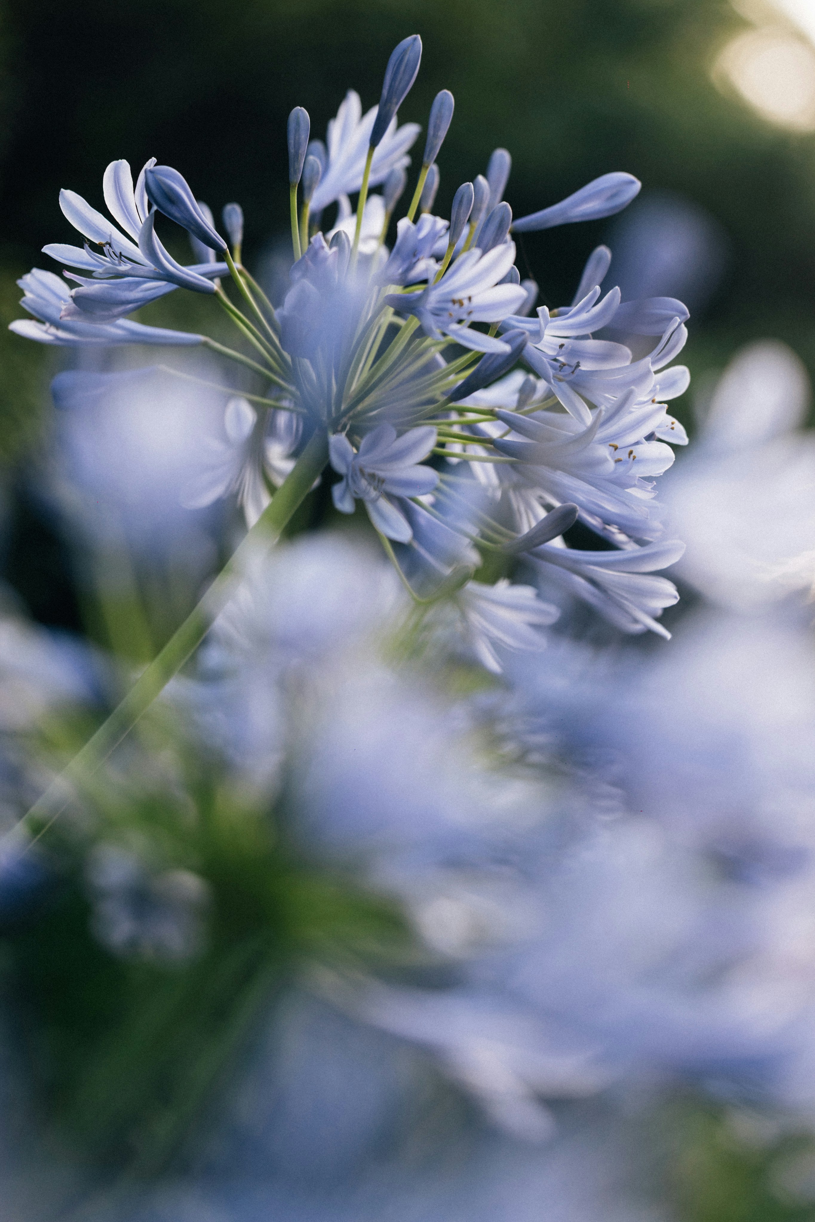 Photo by tsuyoshikozu