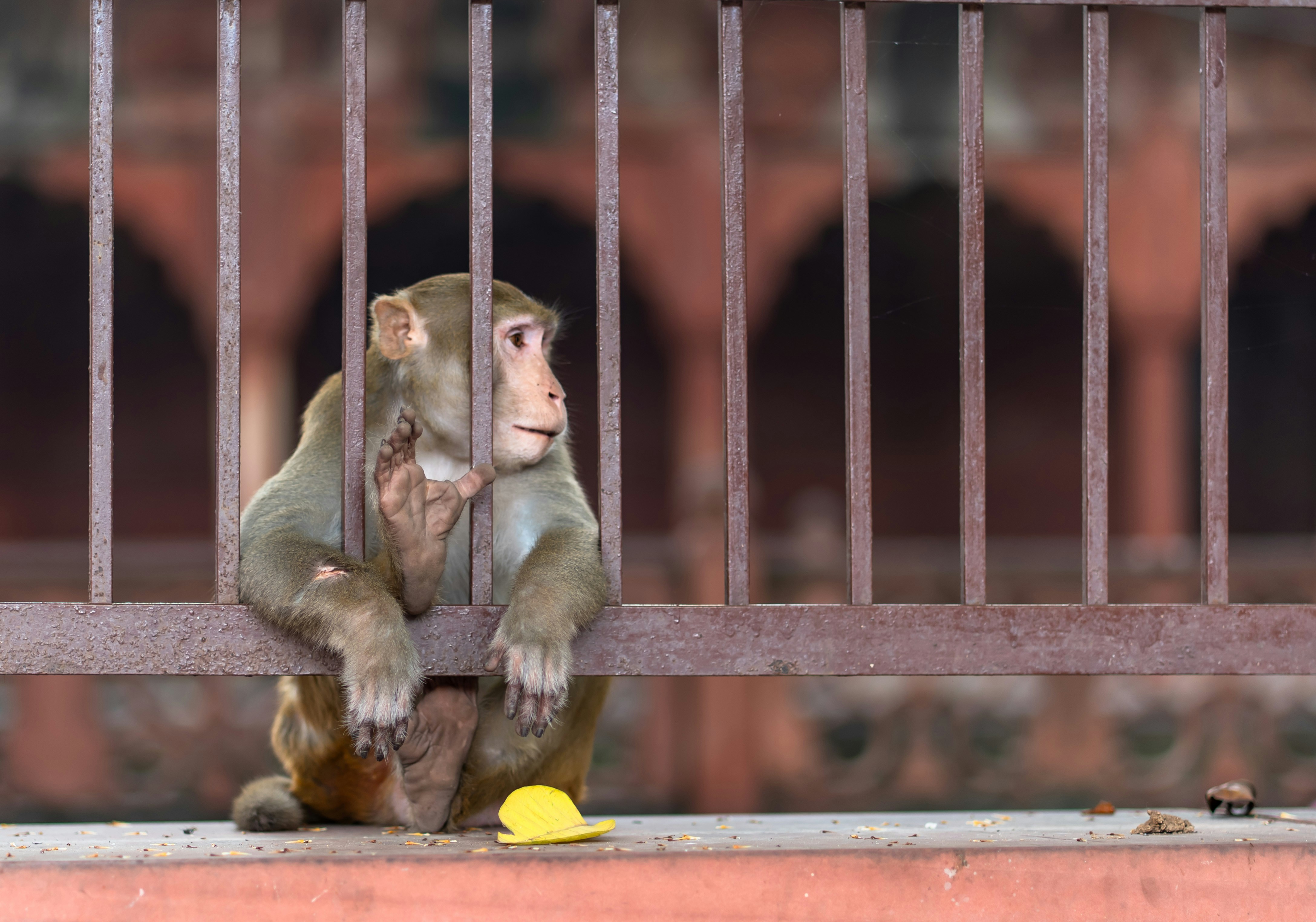 Monkey sitting behind bars looking away thoughtfully away