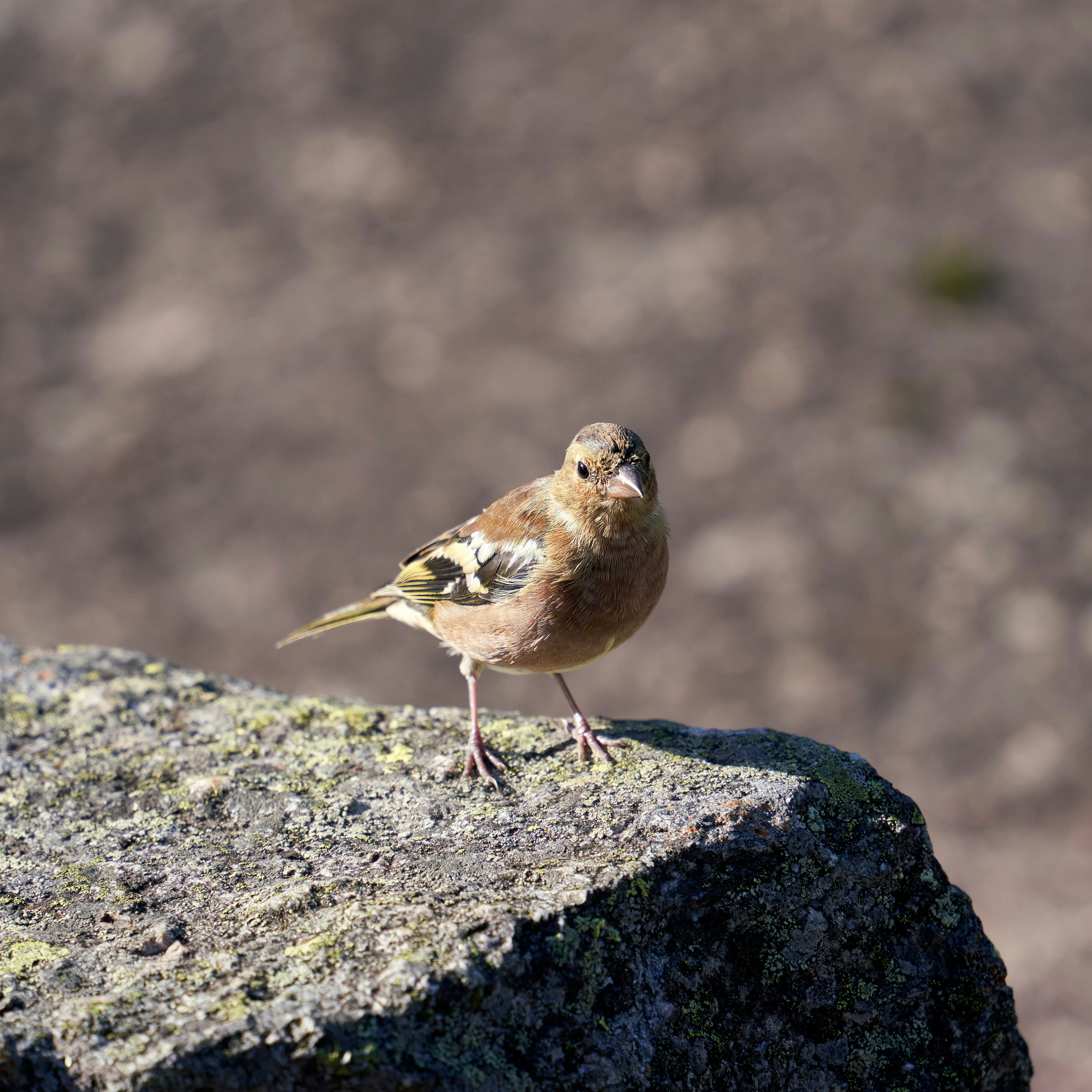 Photo by davotibarna