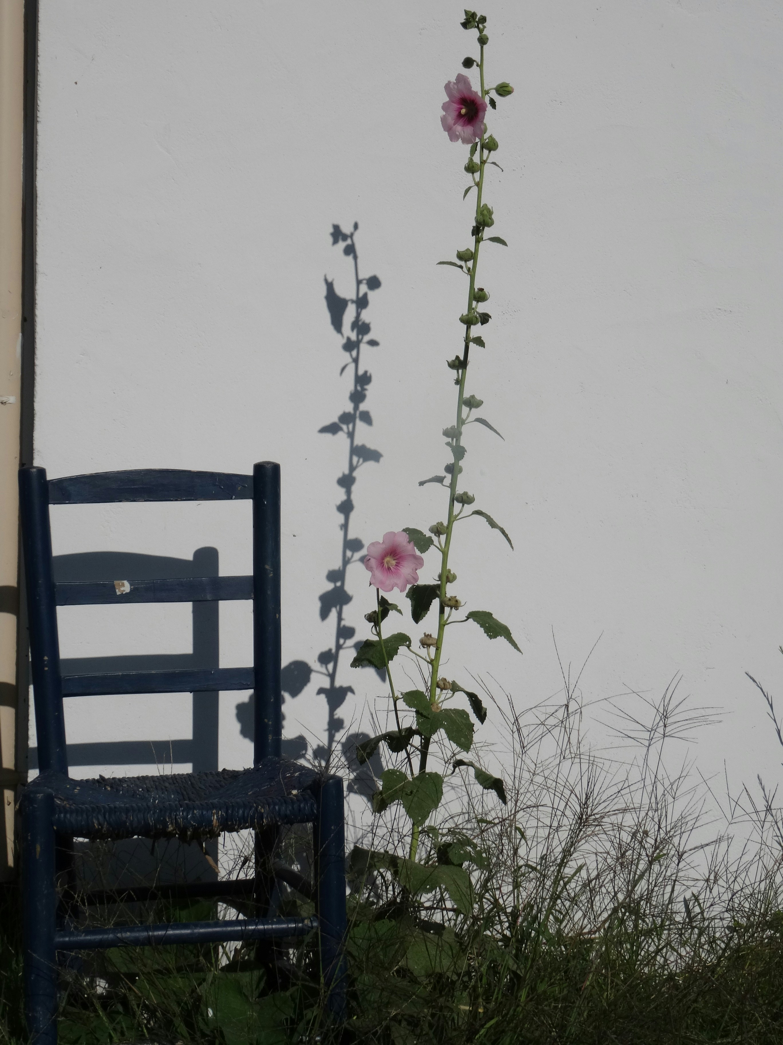 Ein blauer Stuhl steht neben hohen Stockrosen.