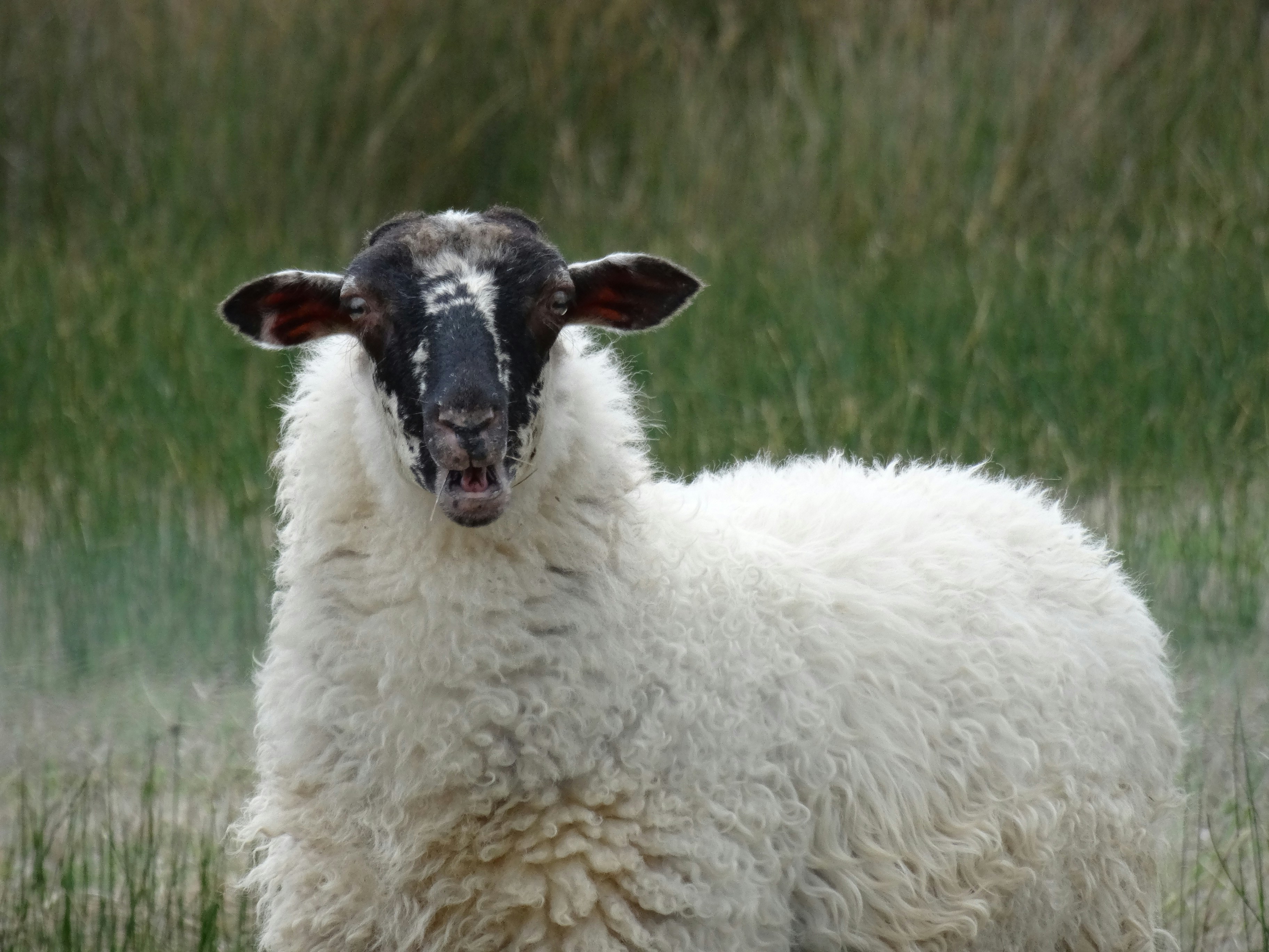 Ein Schaf mit schwarzem Gesicht steht auf einem Feld.
