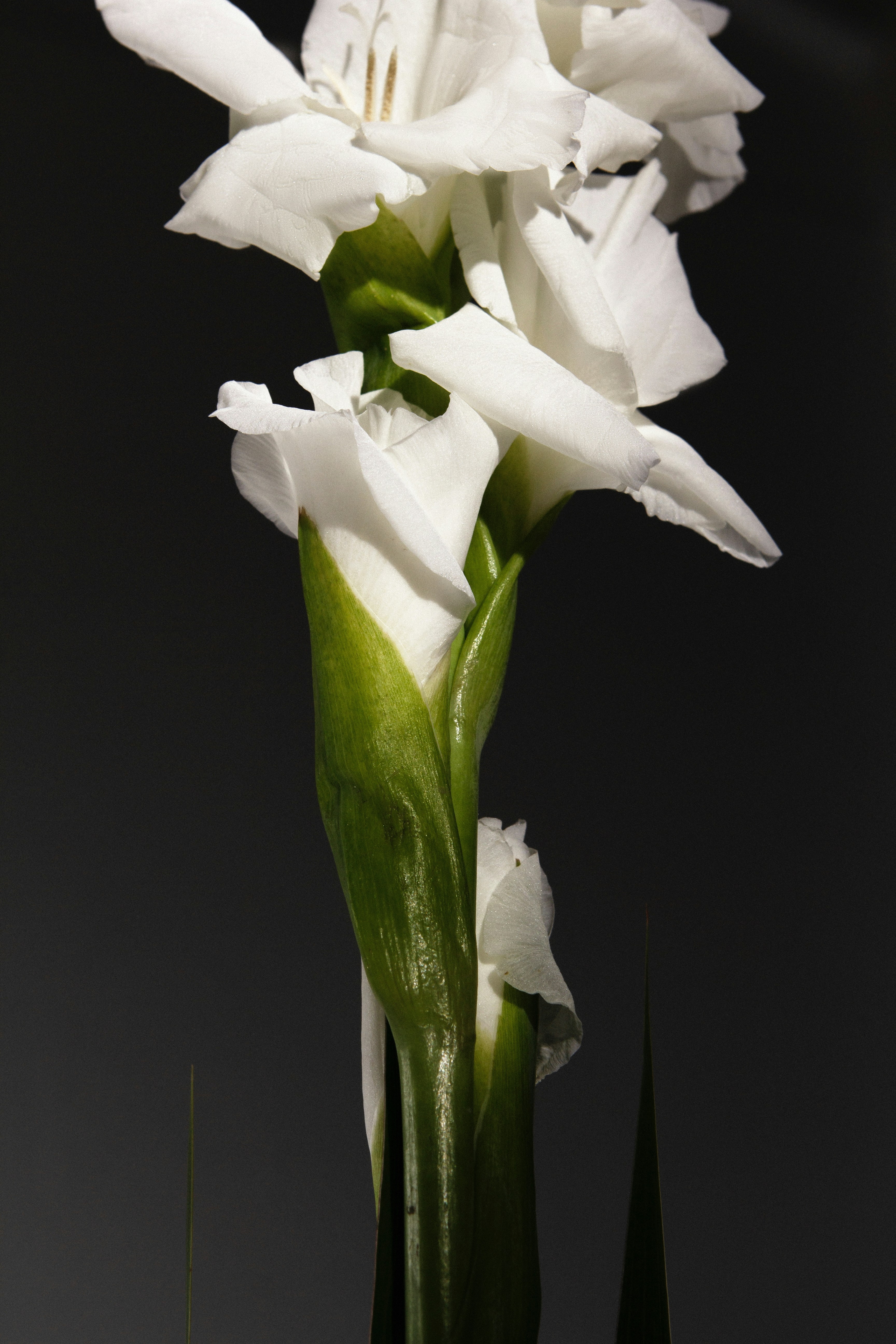 Photo by lavrusha_ph1