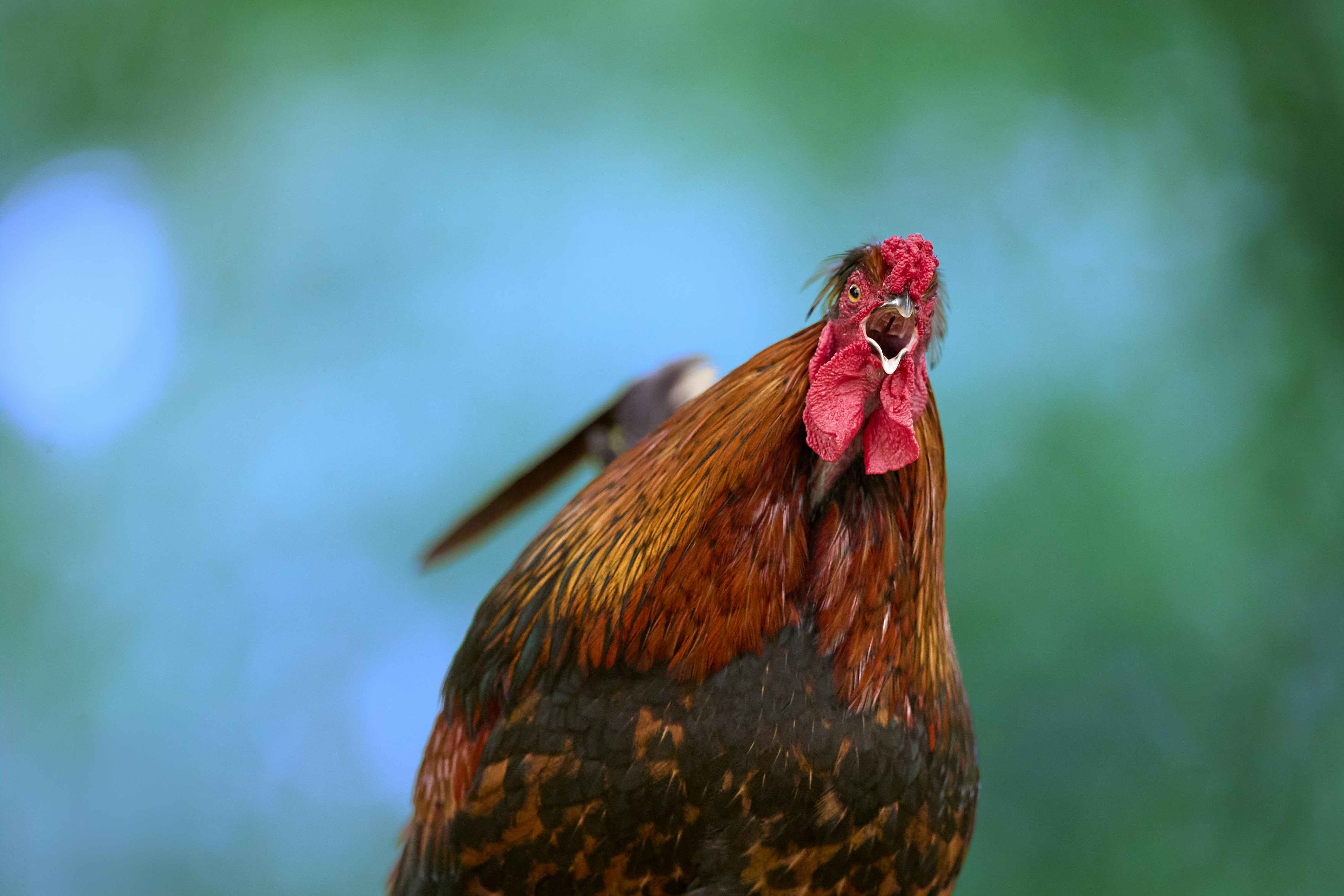 Photo by erwinbosman