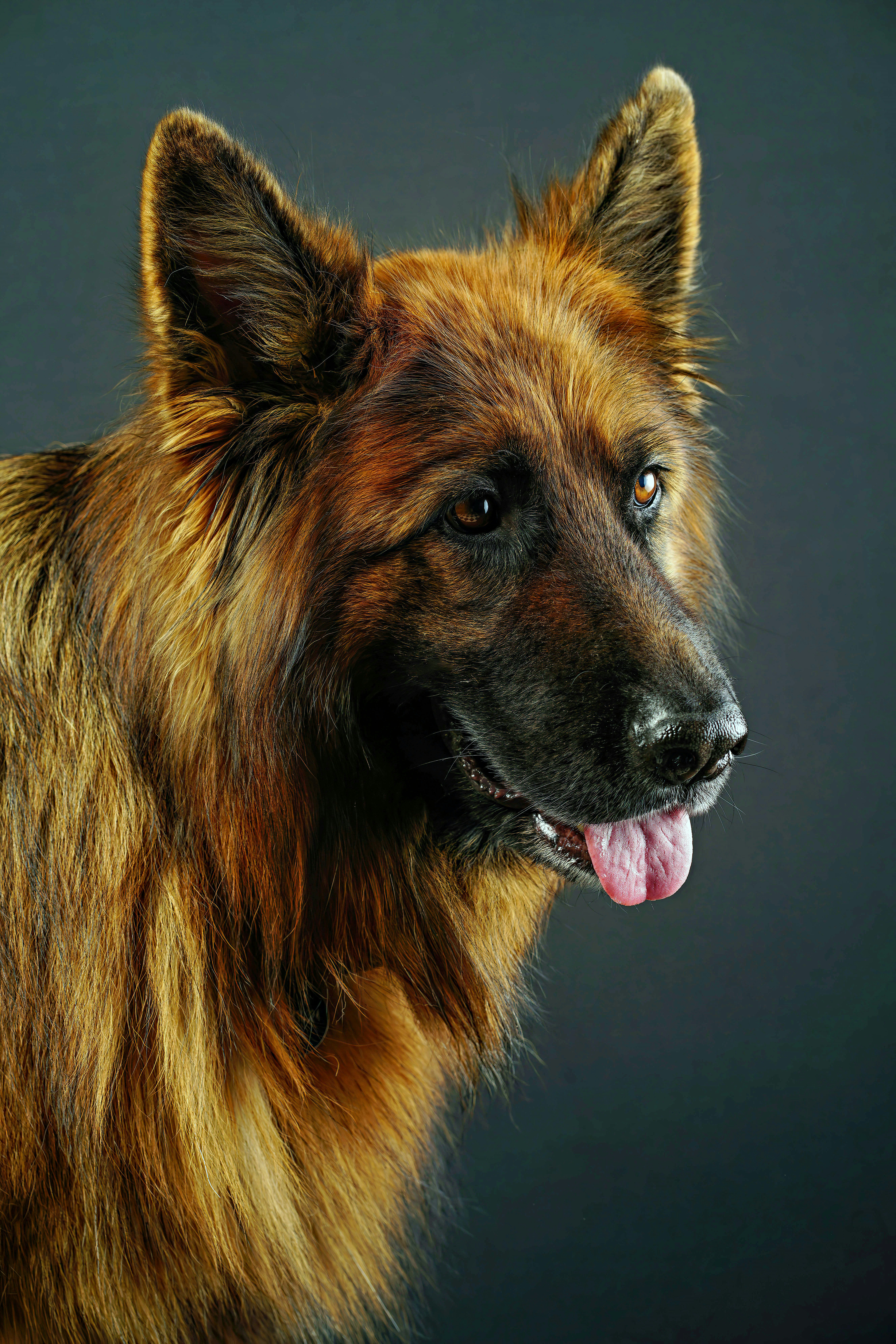 Berger allemand &agrave; longue fourrure brune et noire