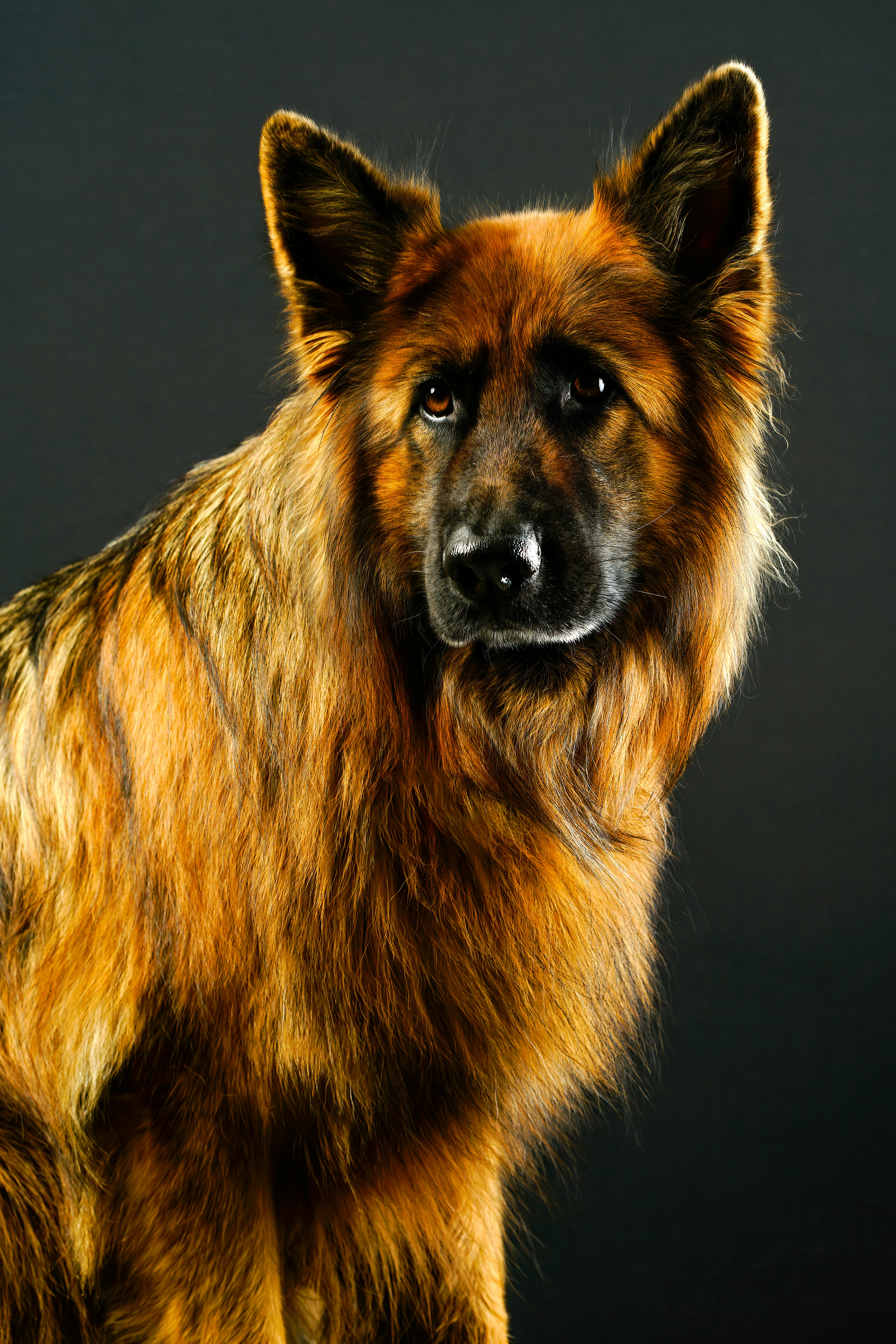 Un chien de berger allemand avec de longues poses de fourrure. photo –  Image gratuite de Chien de berger allemand sur Unsplash, image size:3000x4500