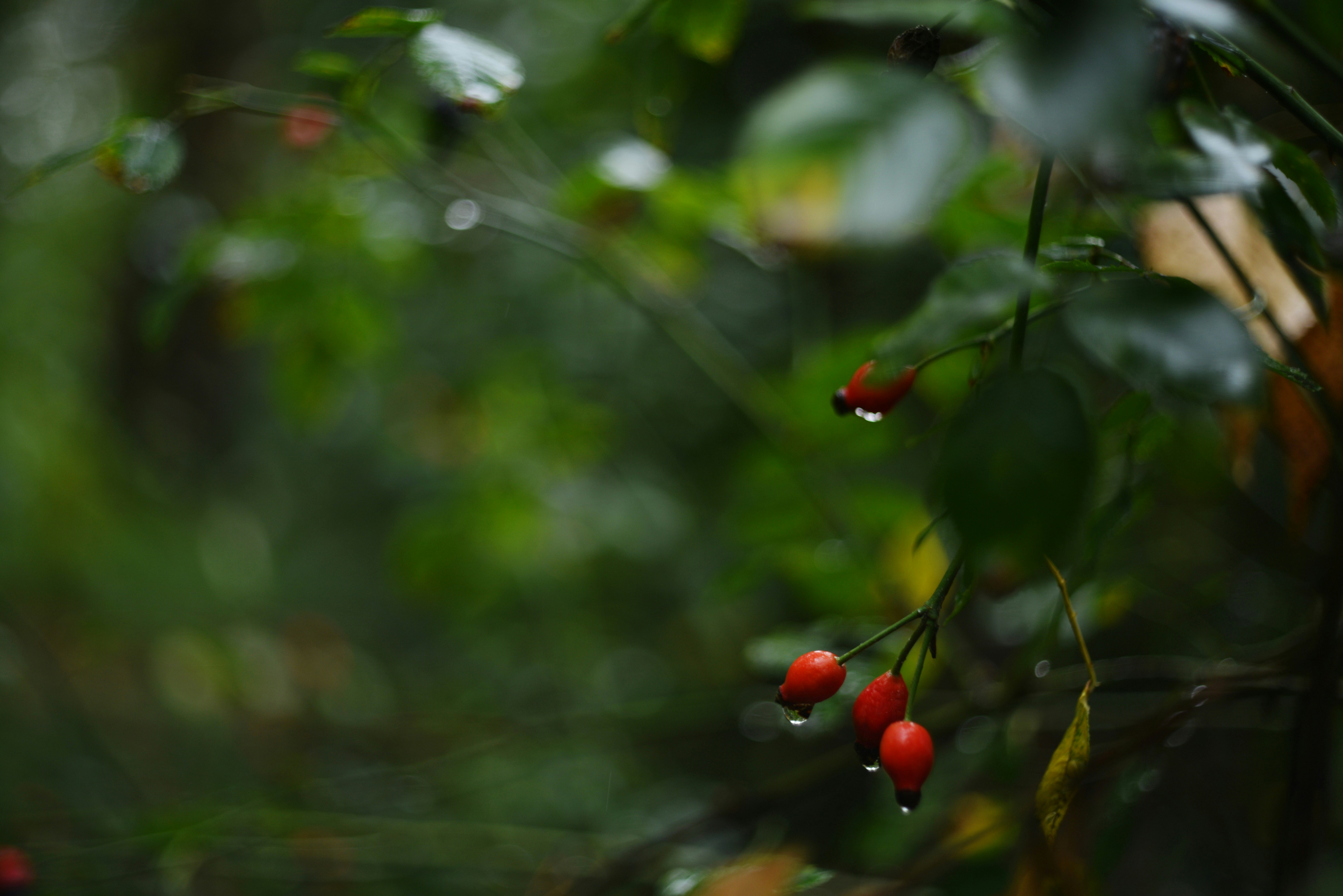 Photo by cherstve_pechivo