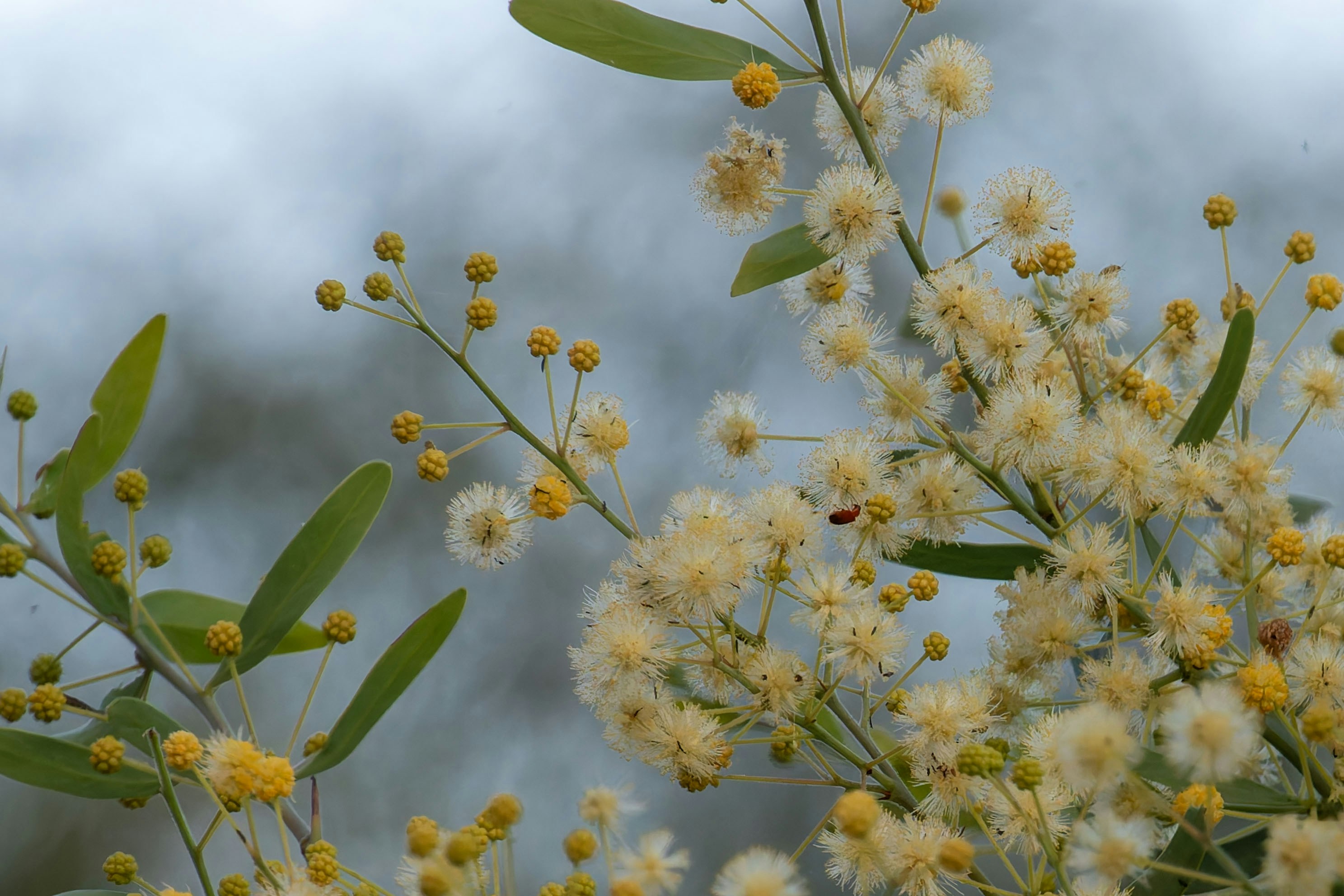 Zarte gelbe Akazienblüten blühen an Ästen.