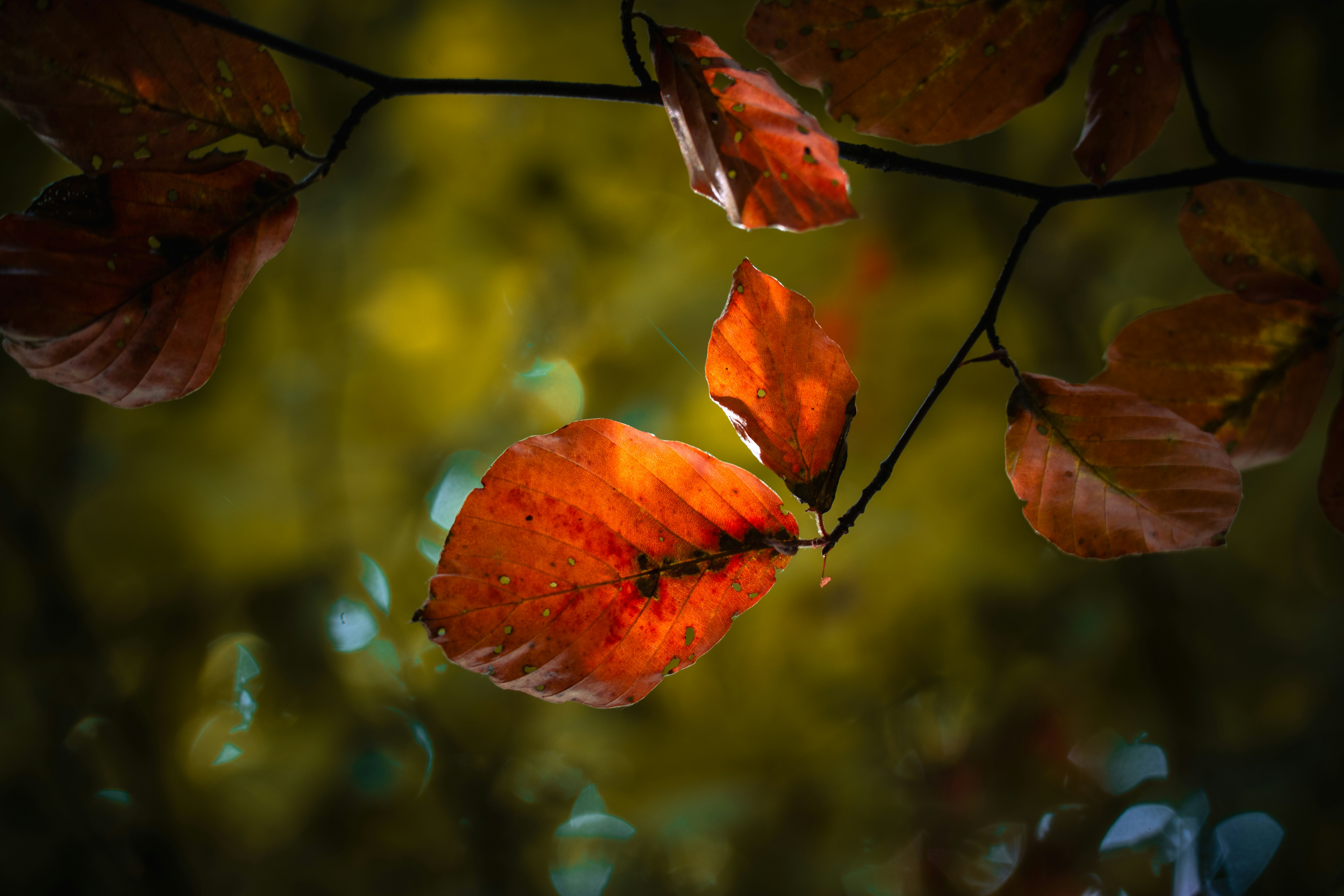 Photo by theresiahent