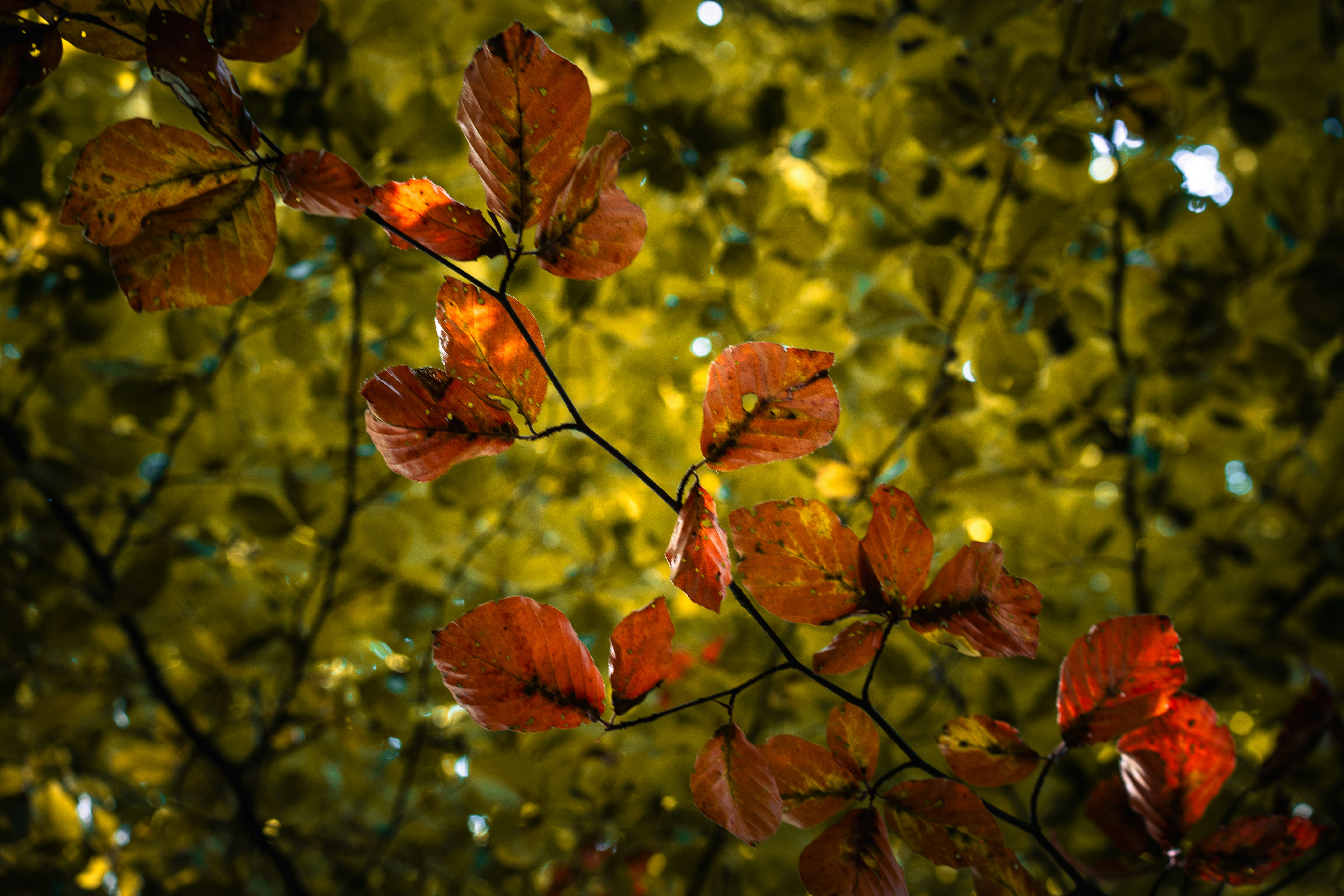 Photo by theresiahent