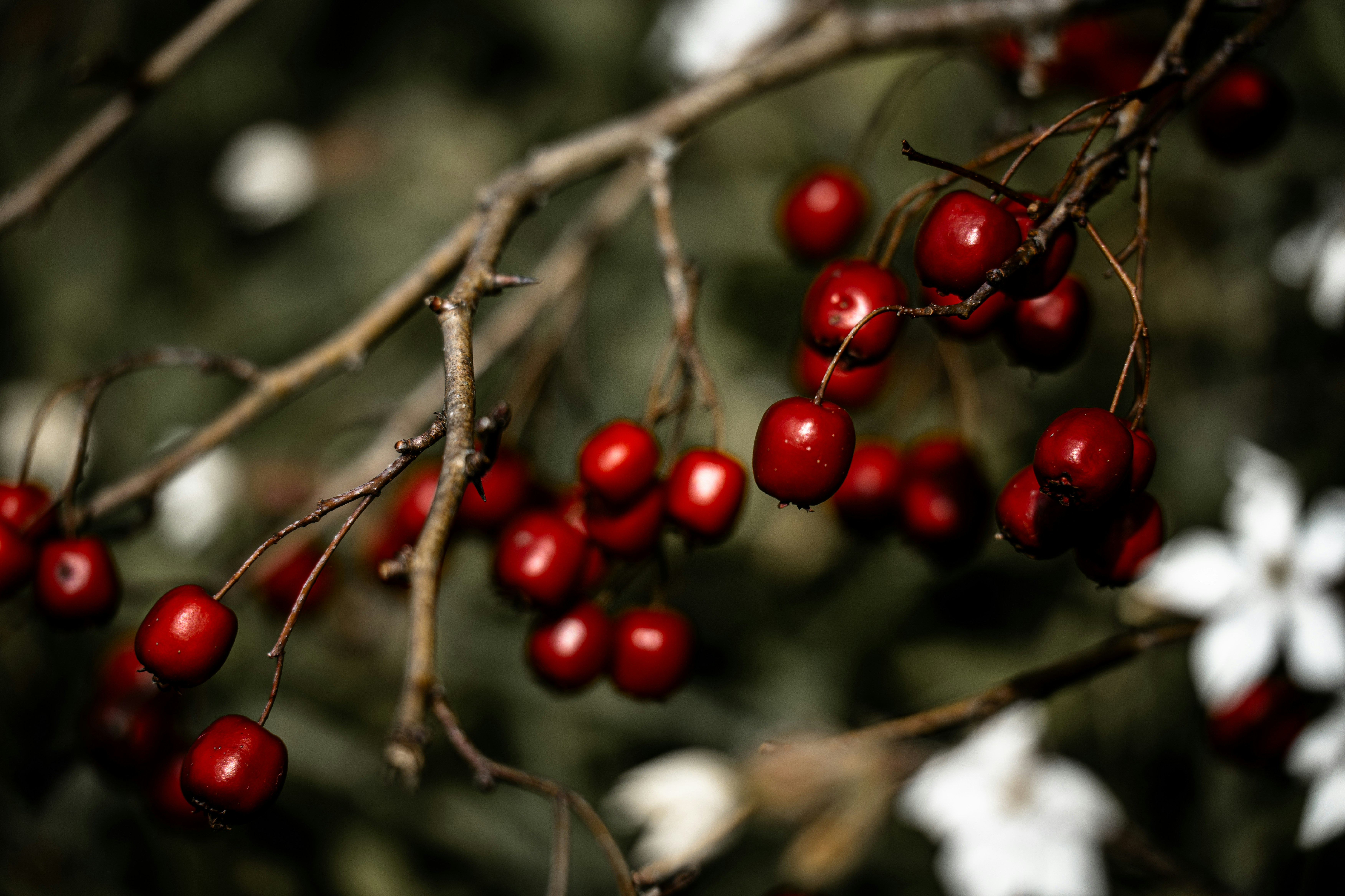 Photo by theresiahent