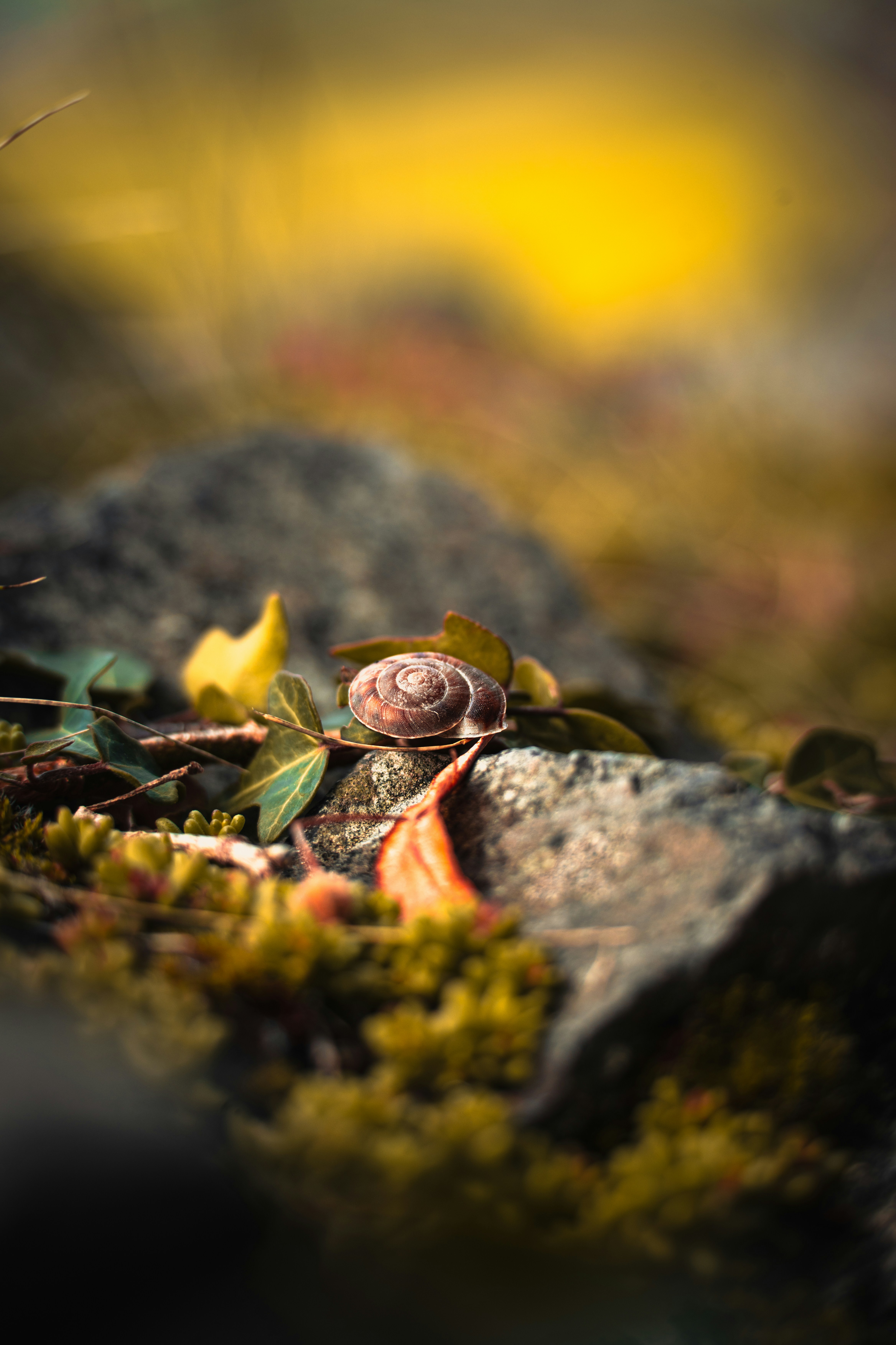 Un escargot se repose sur un rocher moussu aux feuilles d’automne.