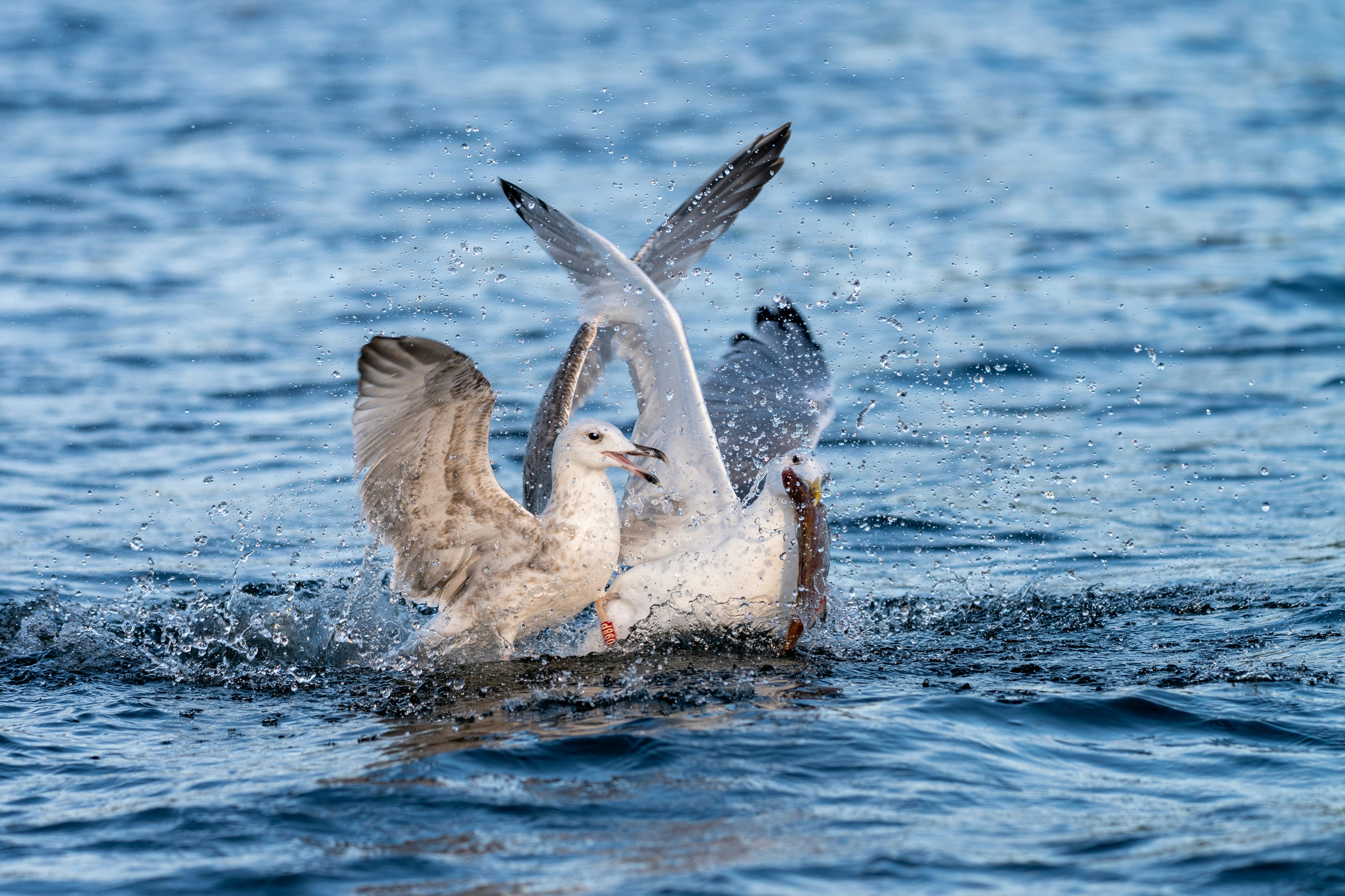 Photo by oj_wildframe