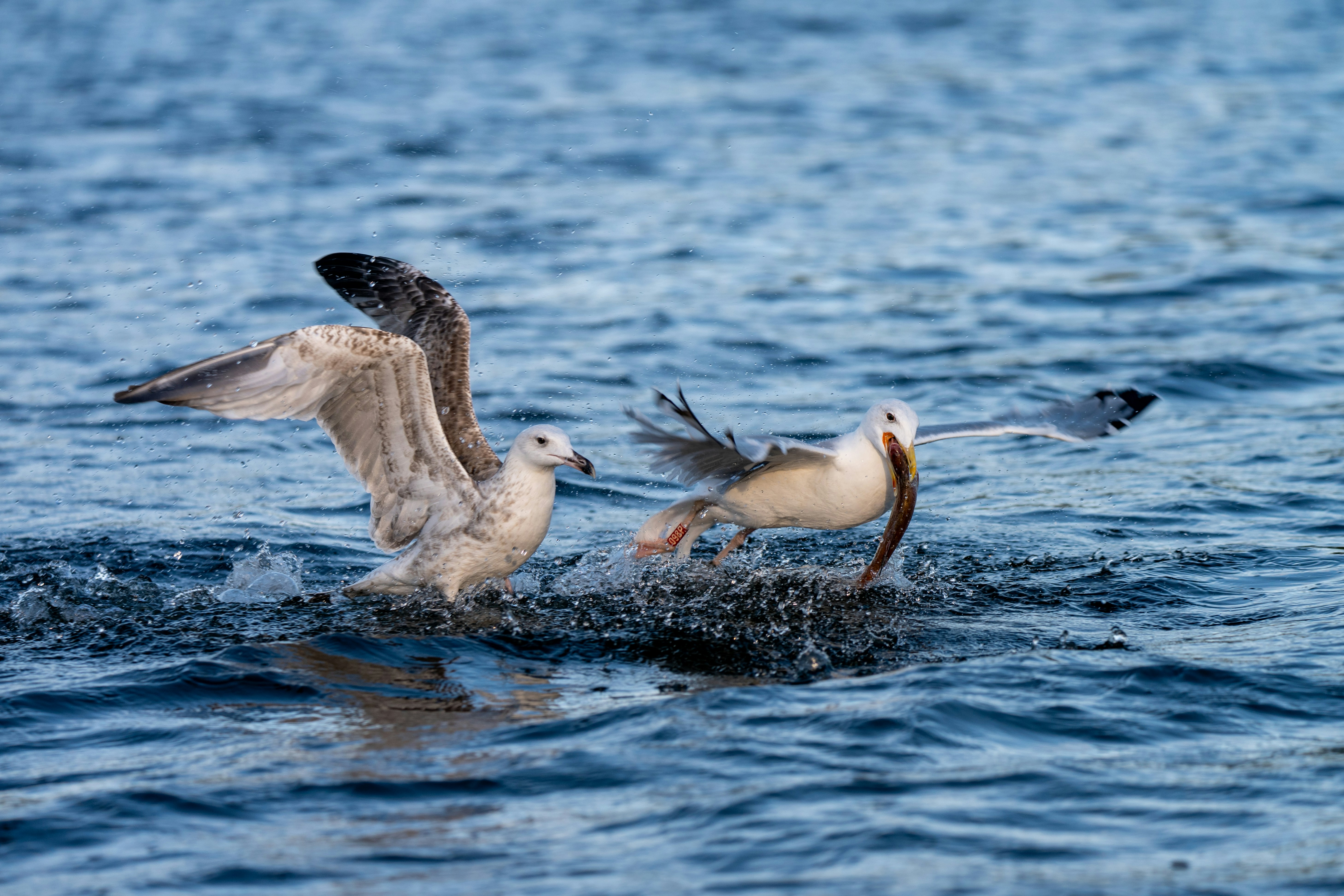 Photo by oj_wildframe