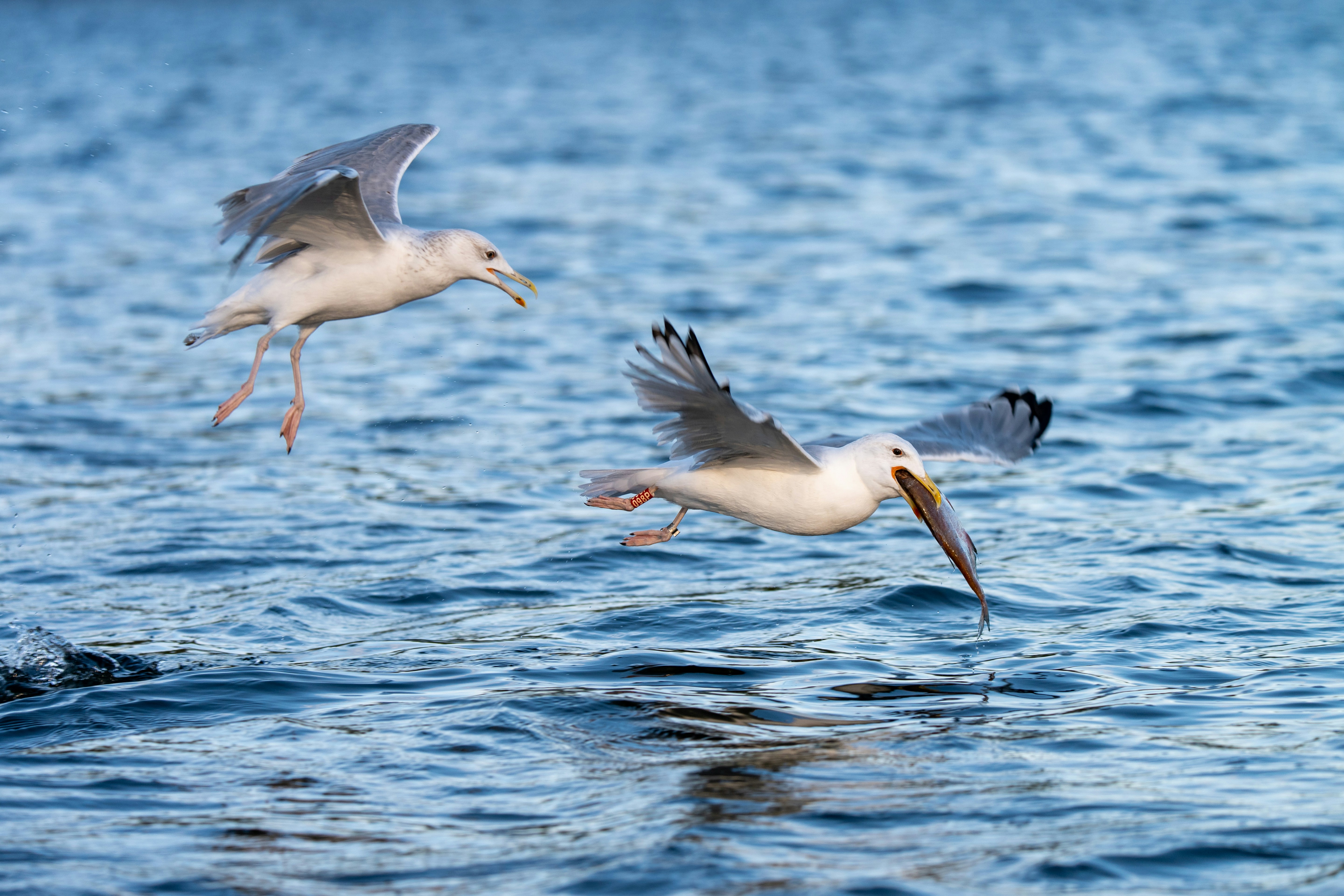 Photo by oj_wildframe