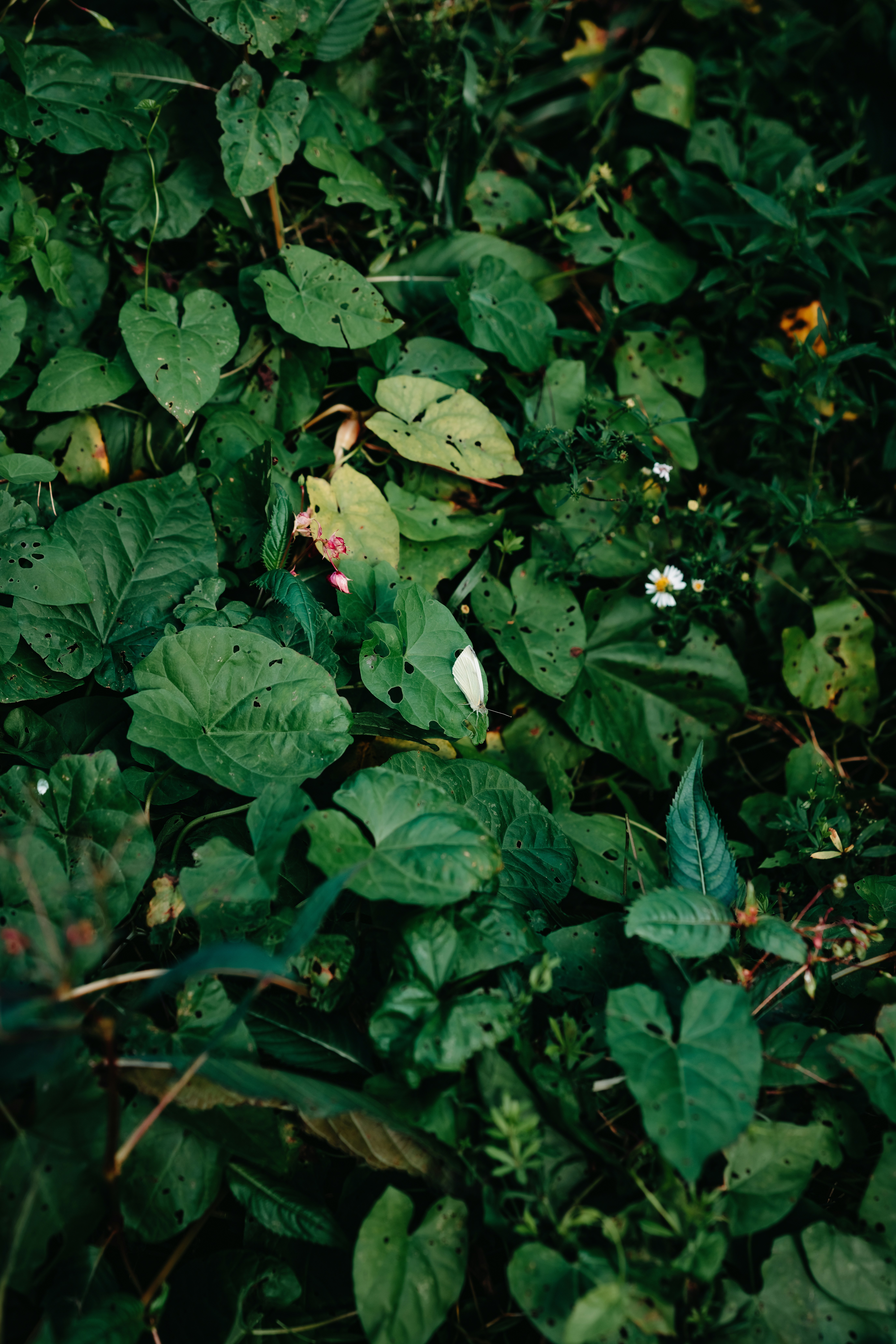 Photo by kristapsungurs