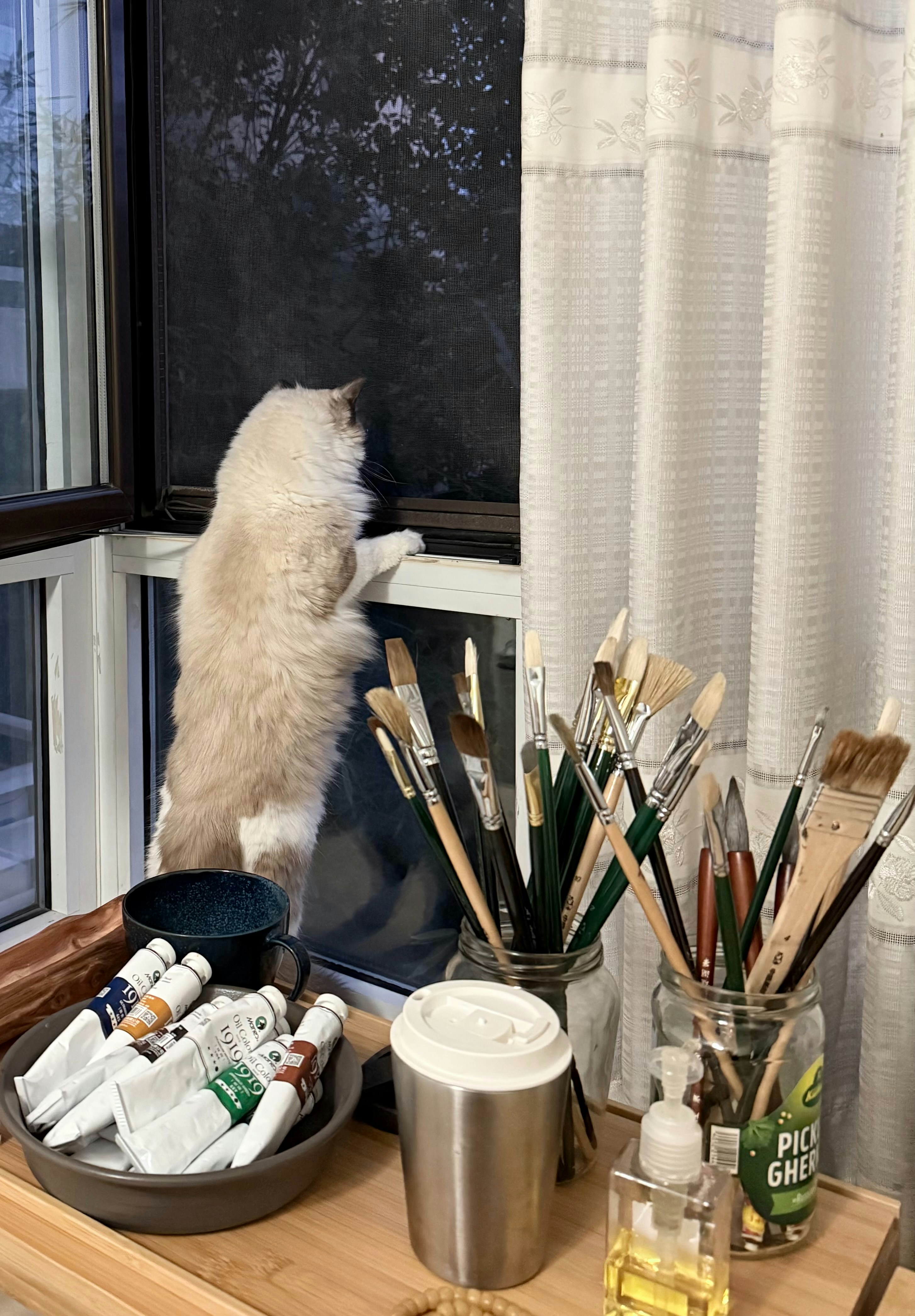 A fluffy cat looks out a window near art supplies.