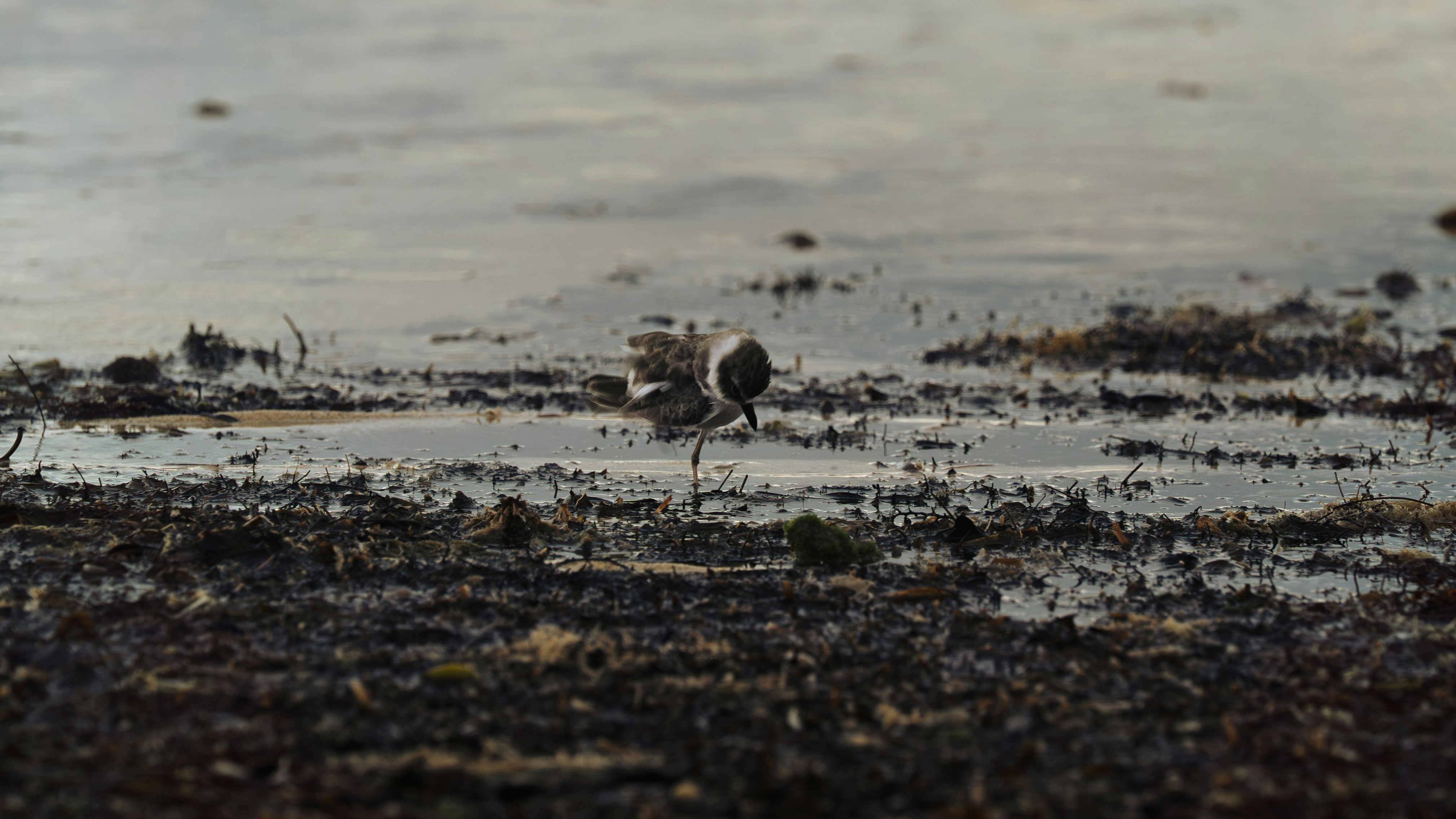 Small bird foraging in muddy wetland area