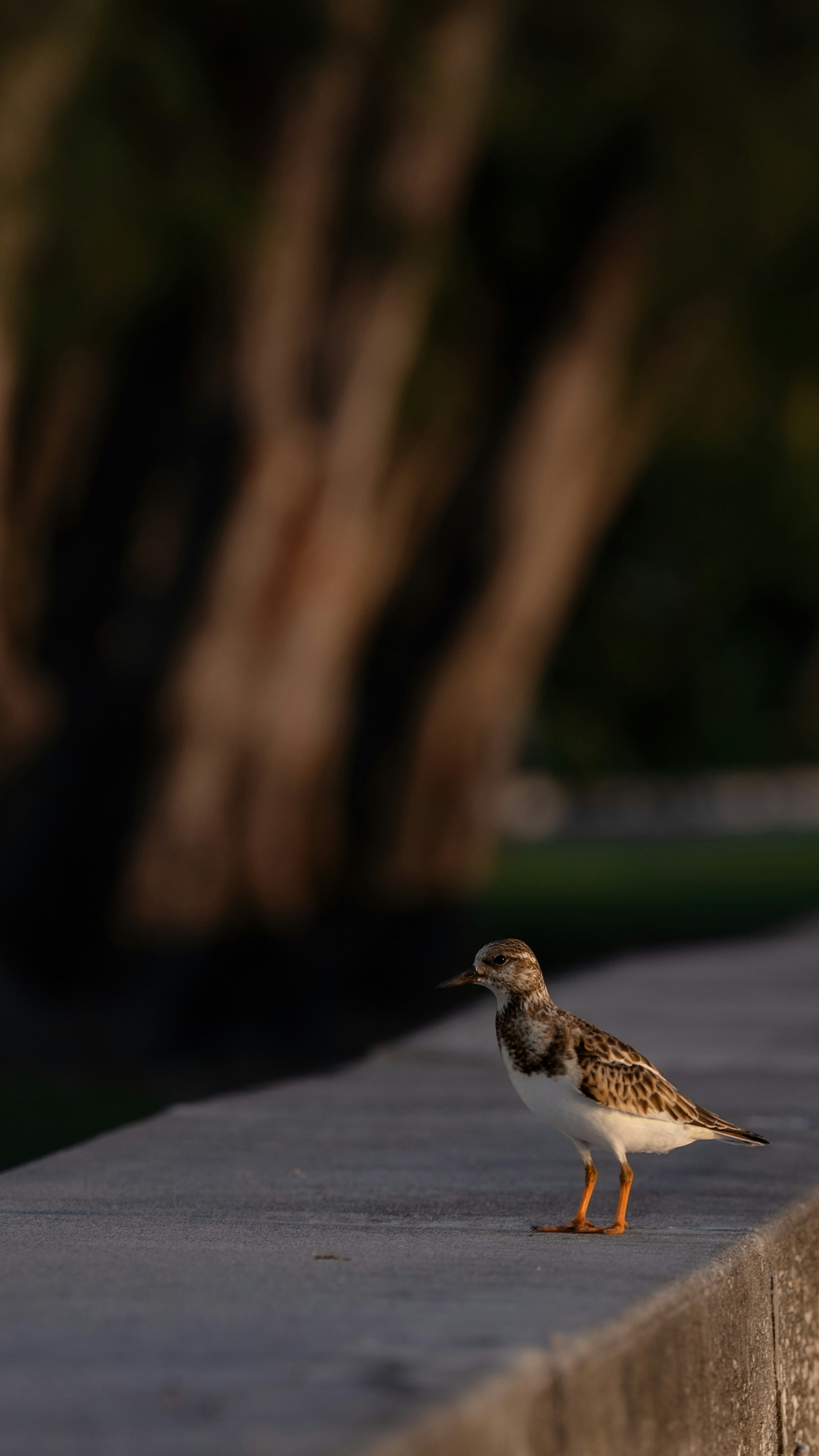 Small bird standing on a concrete ledge outdoors.