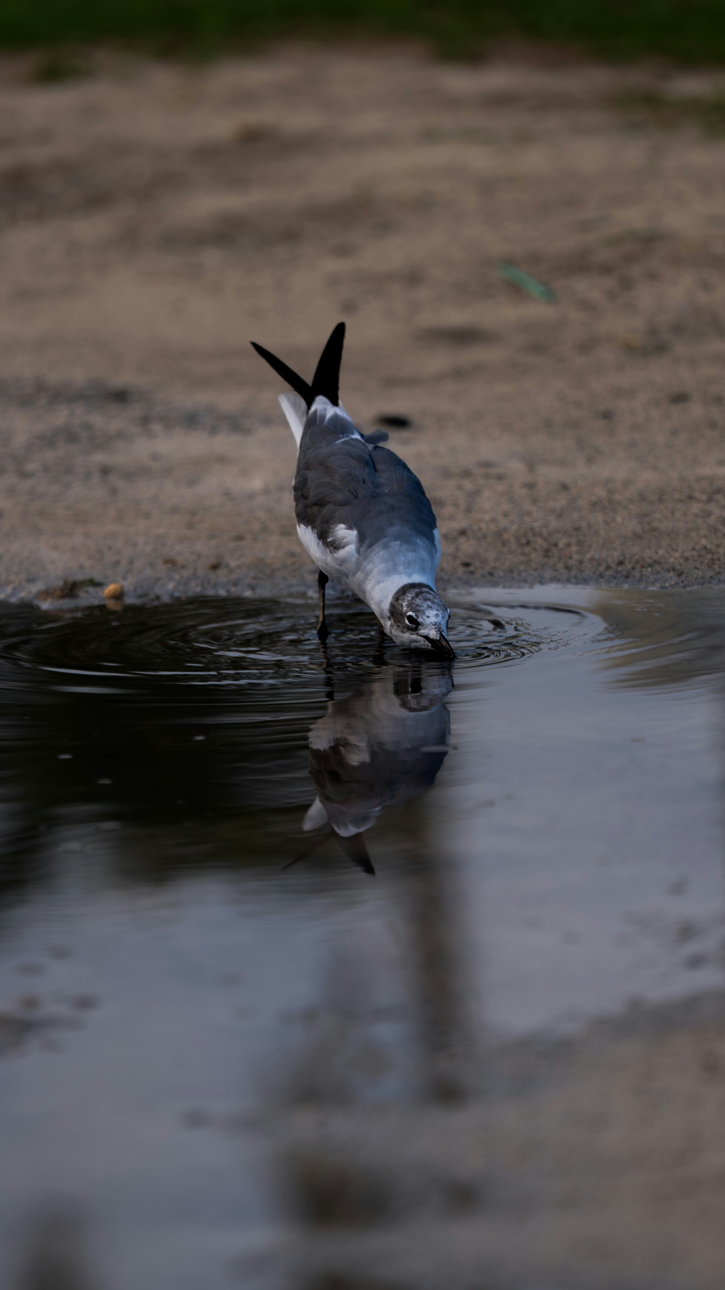 A seagull drinks water from a puddle.
