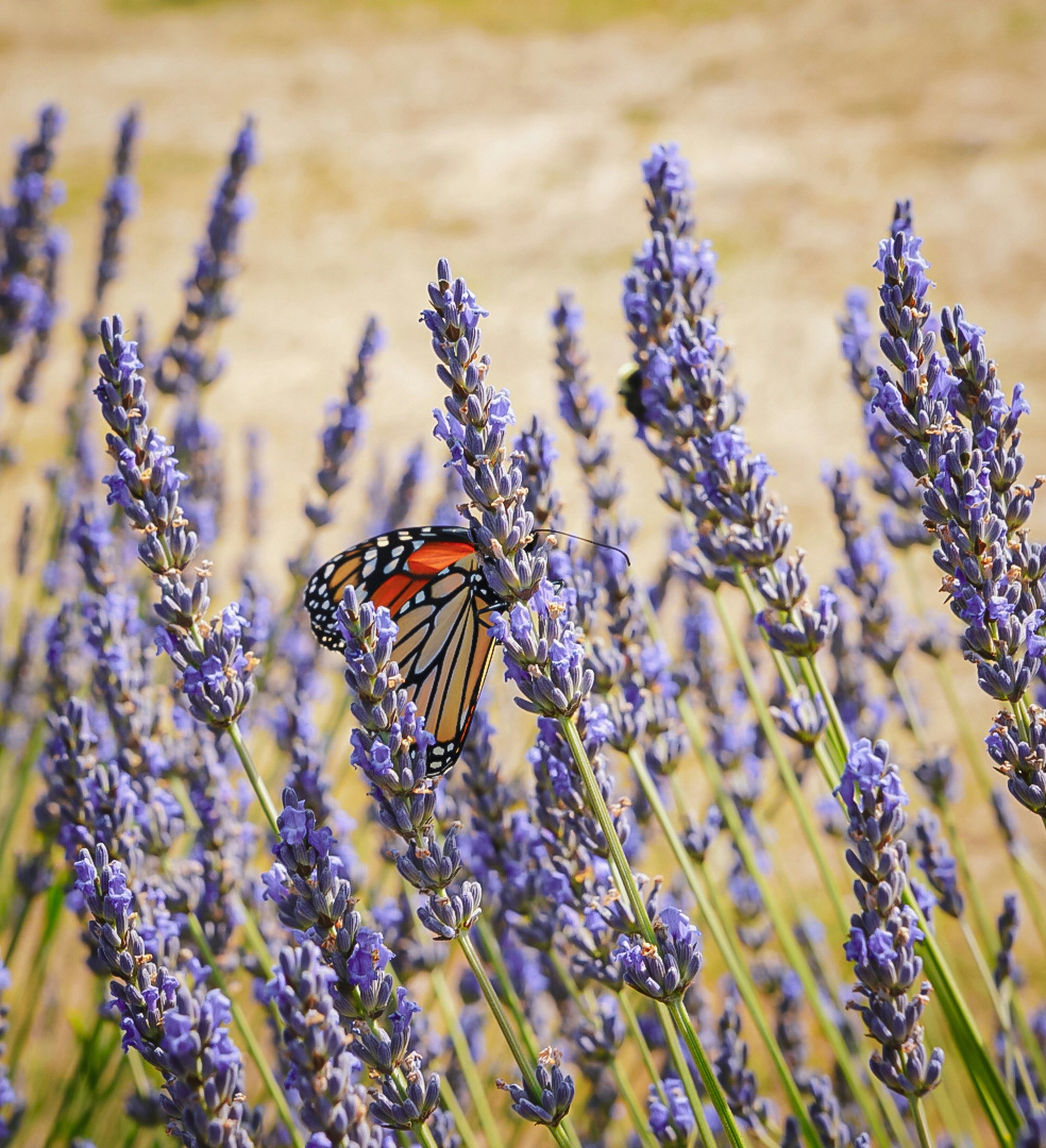 Photo by meri_vasilevski