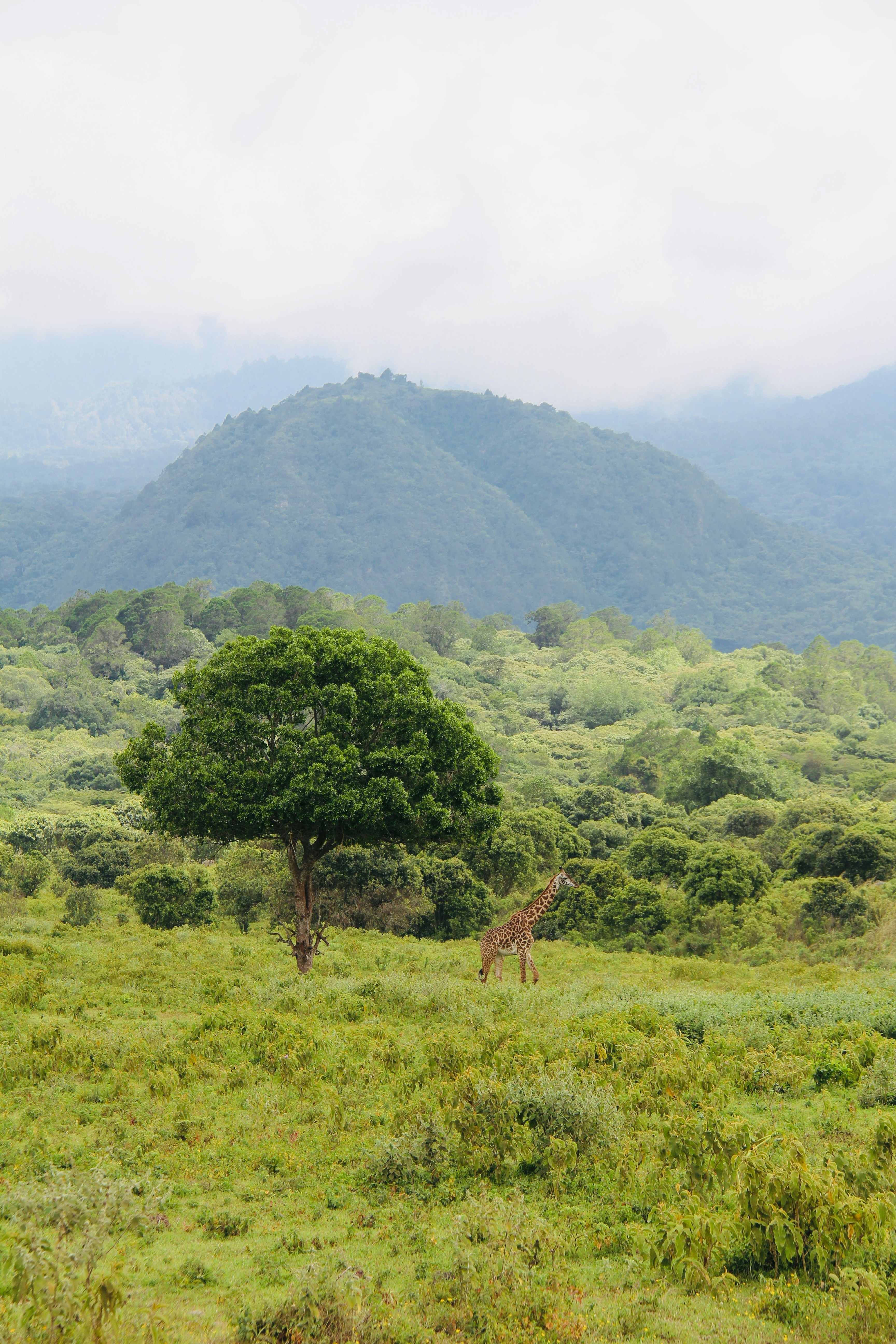 Photo by annevanstratum