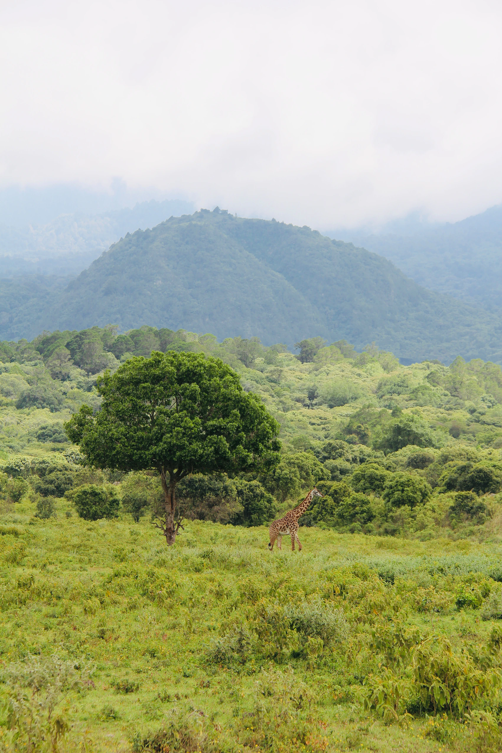 A giraffe standing in green savanna beneath mountains in Arusha National Park