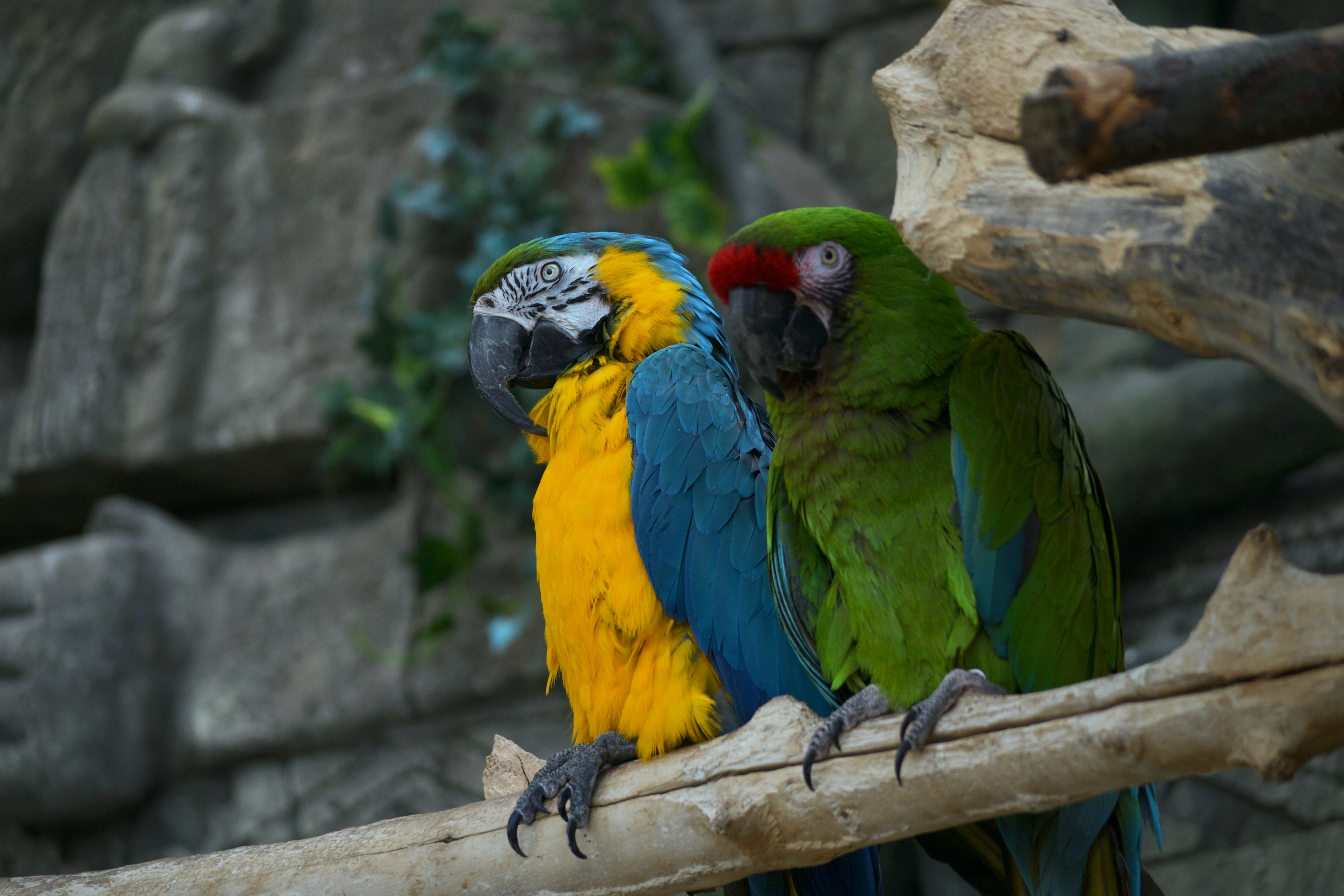 Photo by pborodenkov