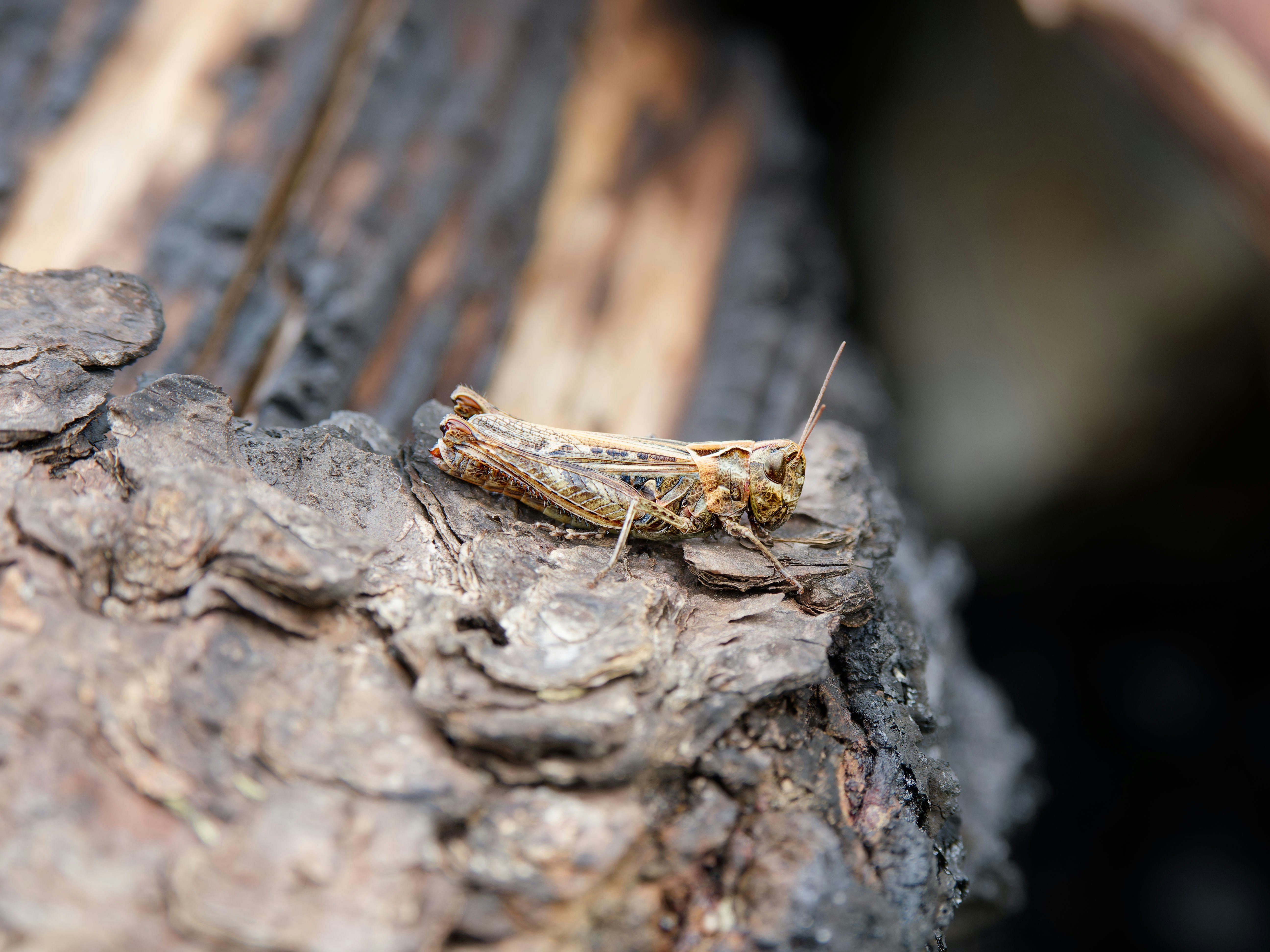 Photo by illes_cristi