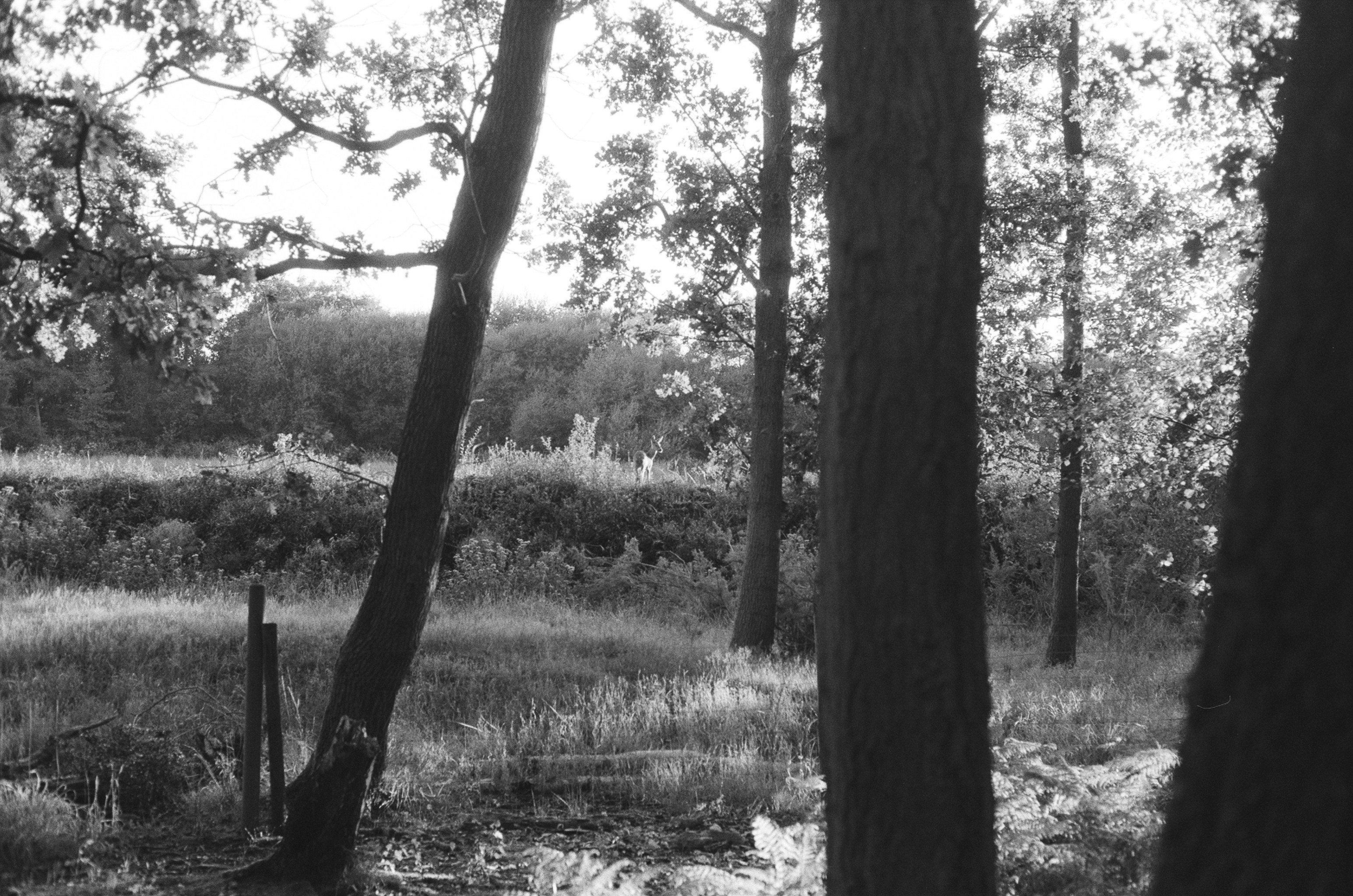 Sunlight filters through trees in a forest clearing. photo – Free Film  photography Image on Unsplash, image size:3000x1988