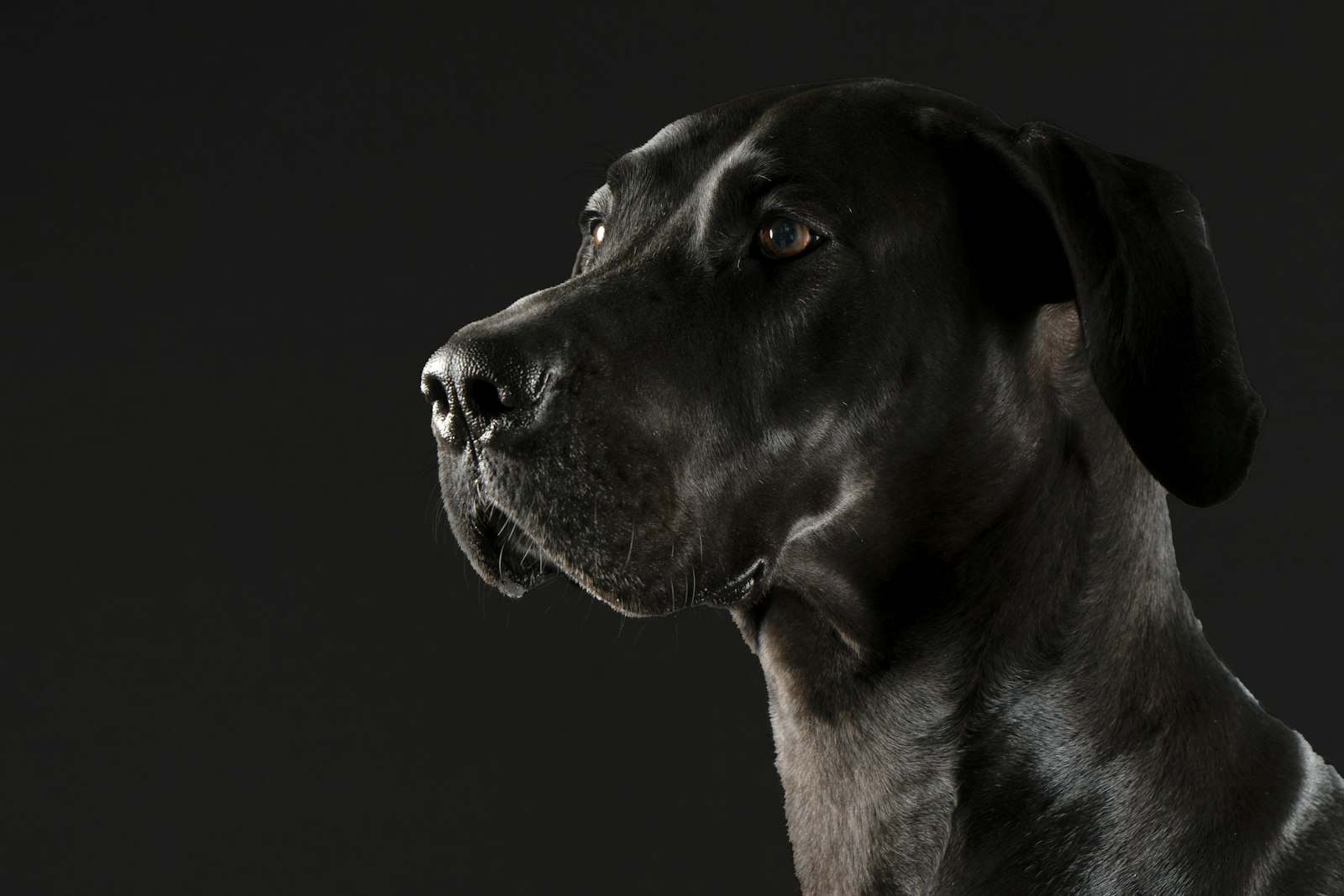 Essential Gear for a Great Dane