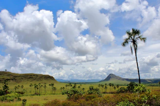 Grassy plains with scattered palm trees under cloudy sky