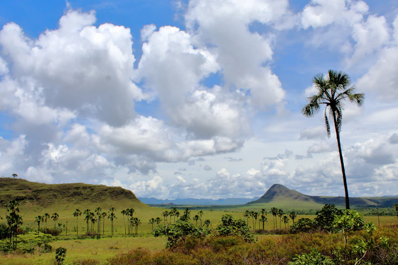 Grassy plains with scattered palm trees under cloudy sky