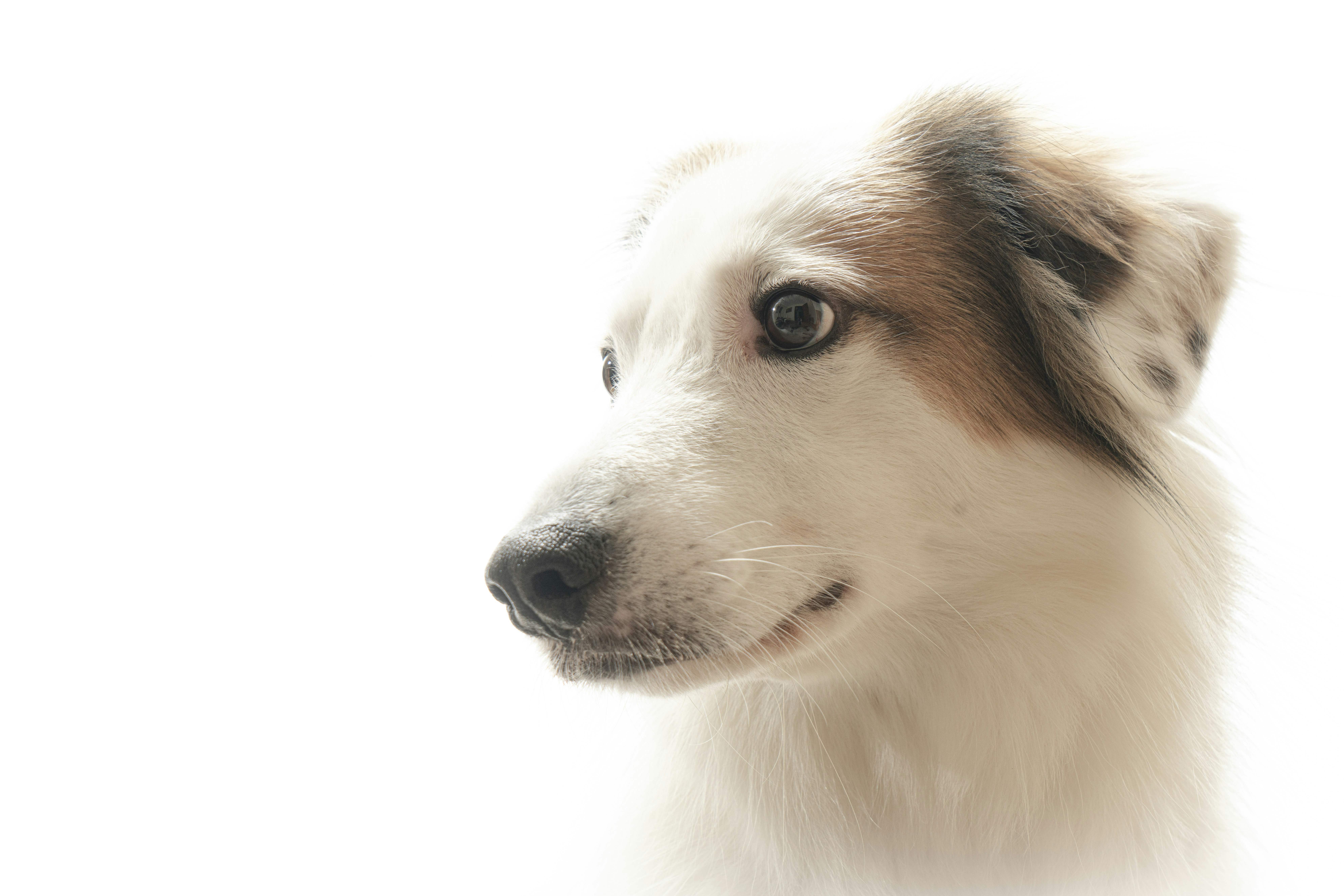 Чому Maxi Doge може зрости після відскоку SPX6900 – Найкращі мем-монети скидаються.