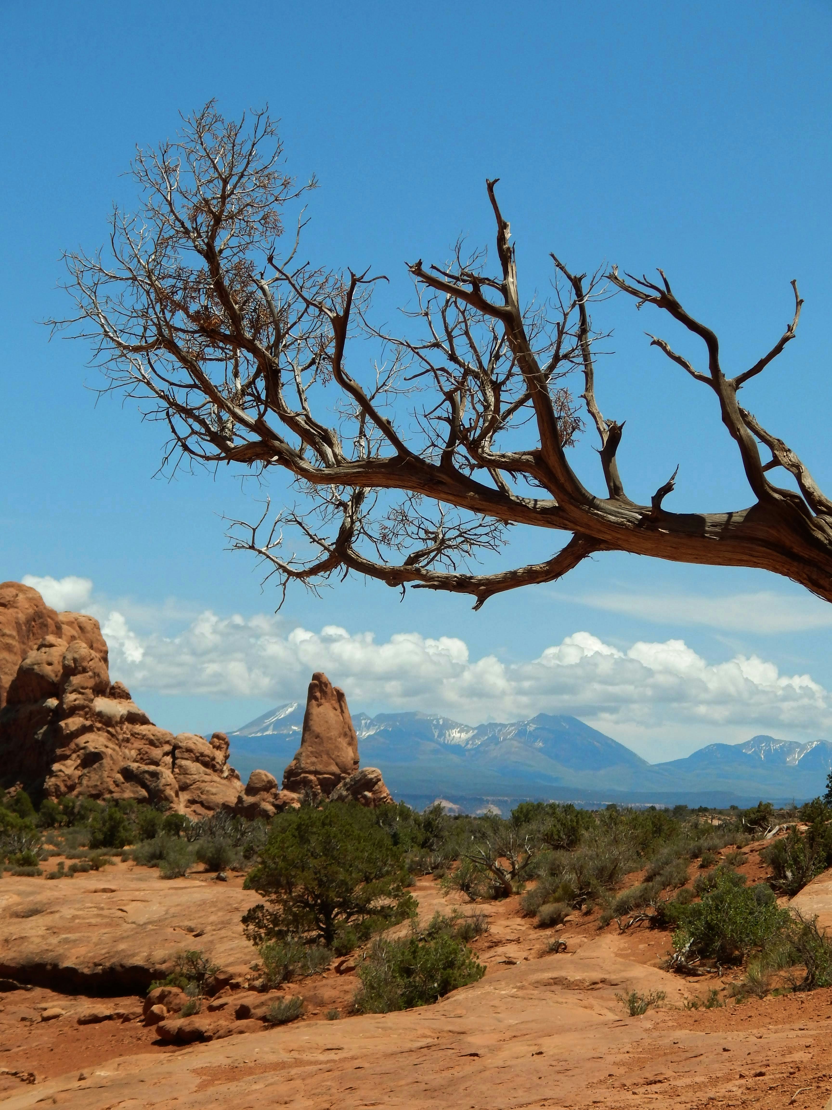 죽은 나뭇가지와 먼 산이 있는 건조한 풍경.