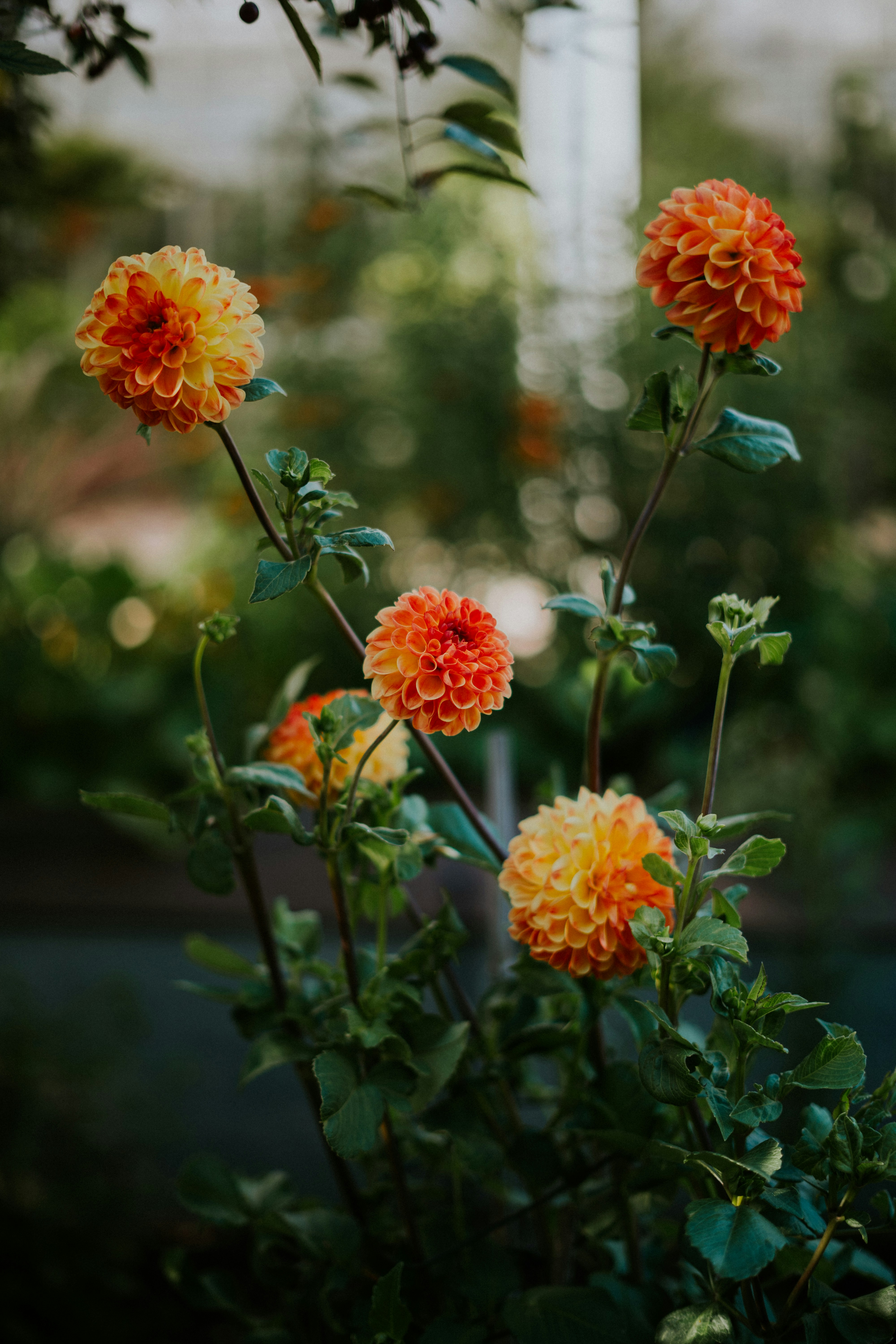 Orange and yellow dahlia flowers blooming in a garden